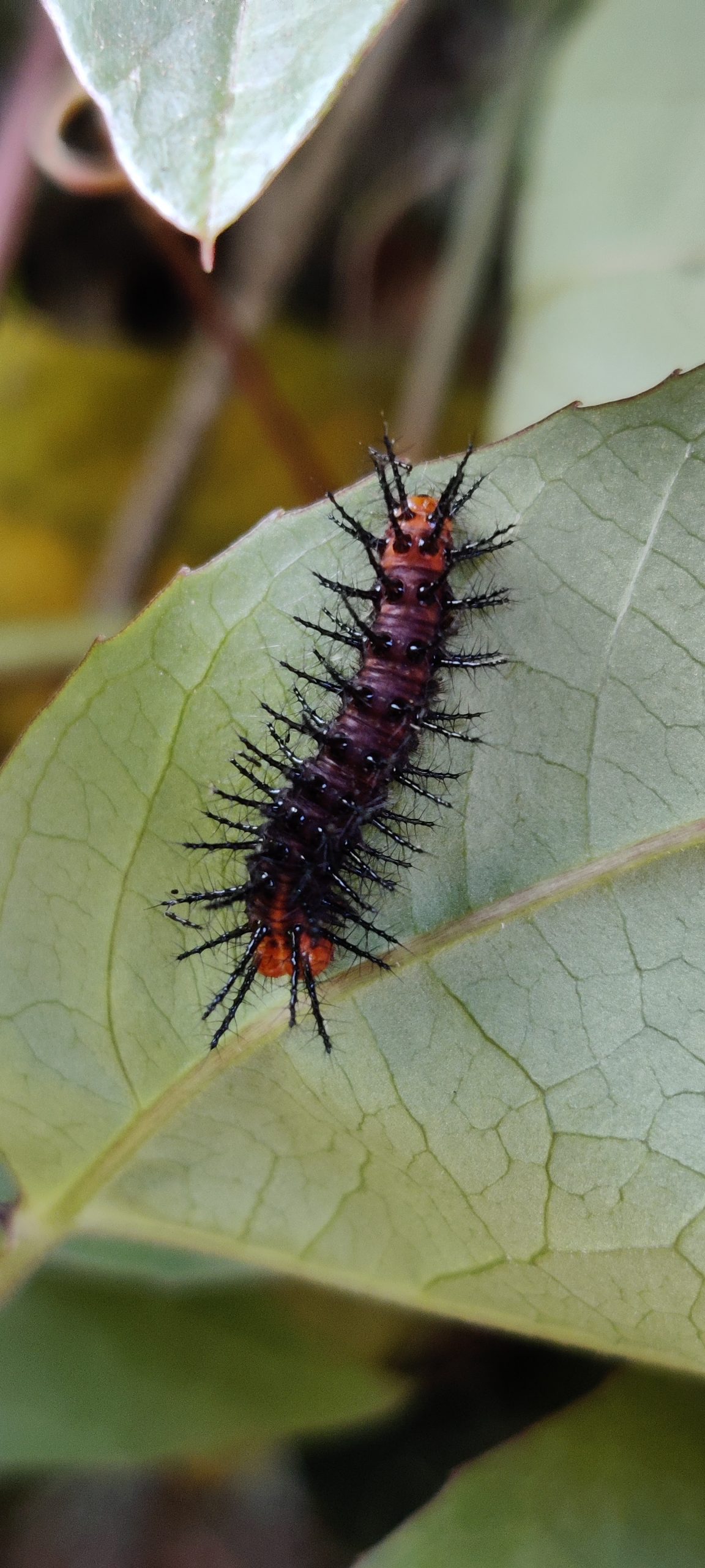 A caterpillar on a leaf