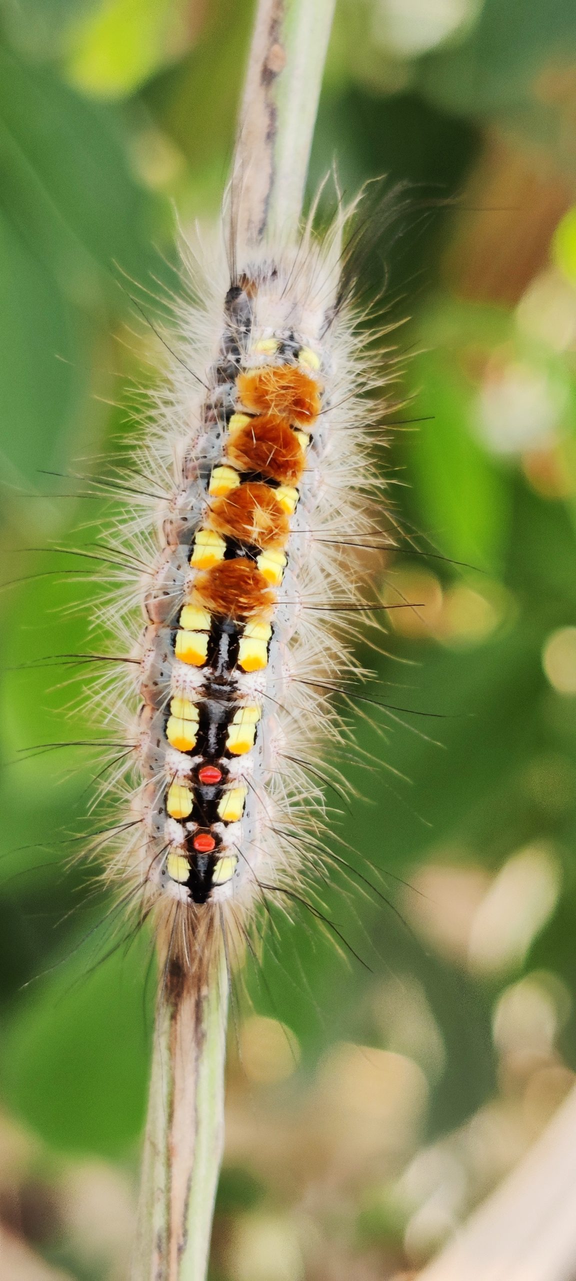 A caterpillar on a plant stem