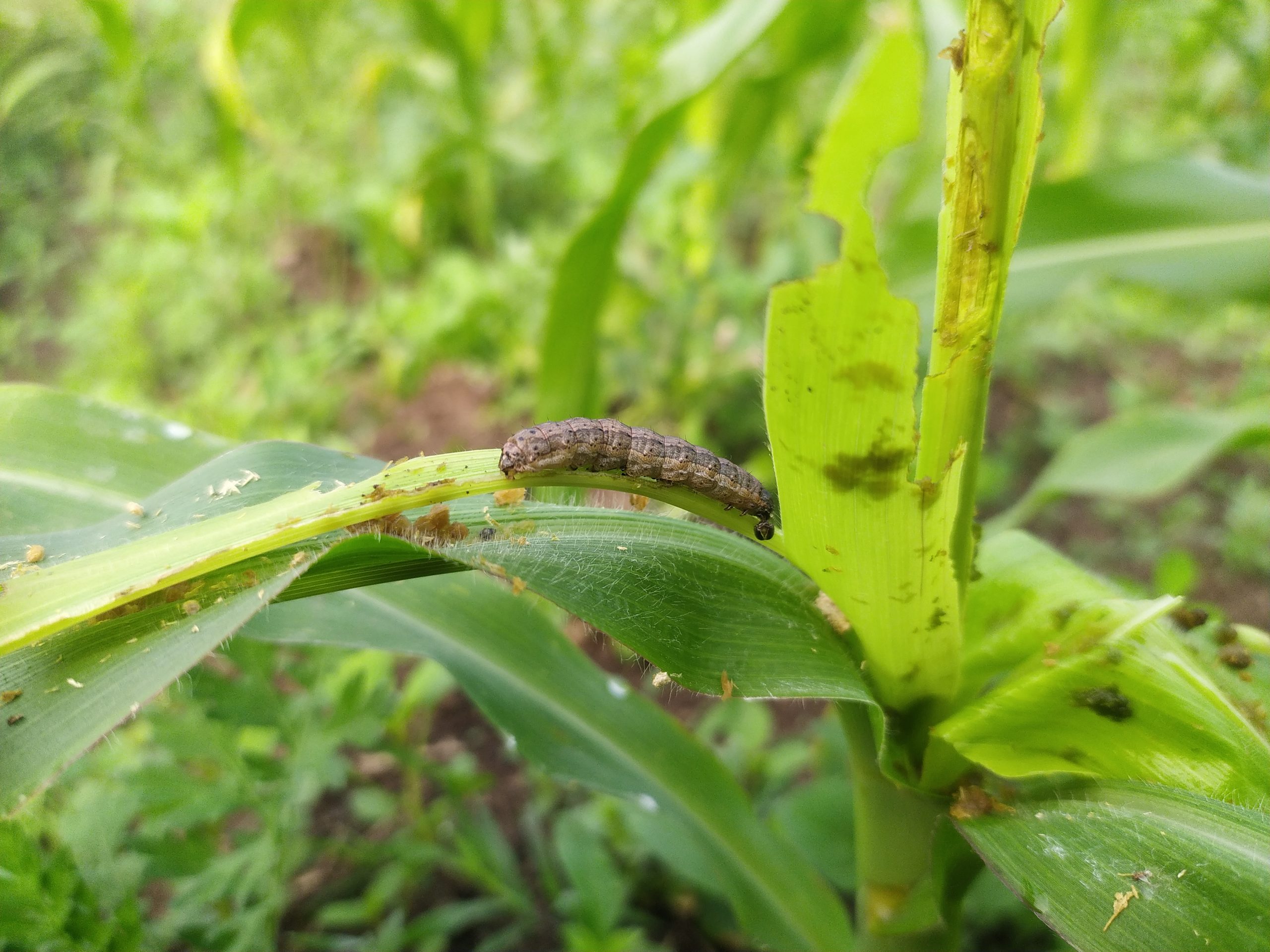 A caterpillar on maize plant
