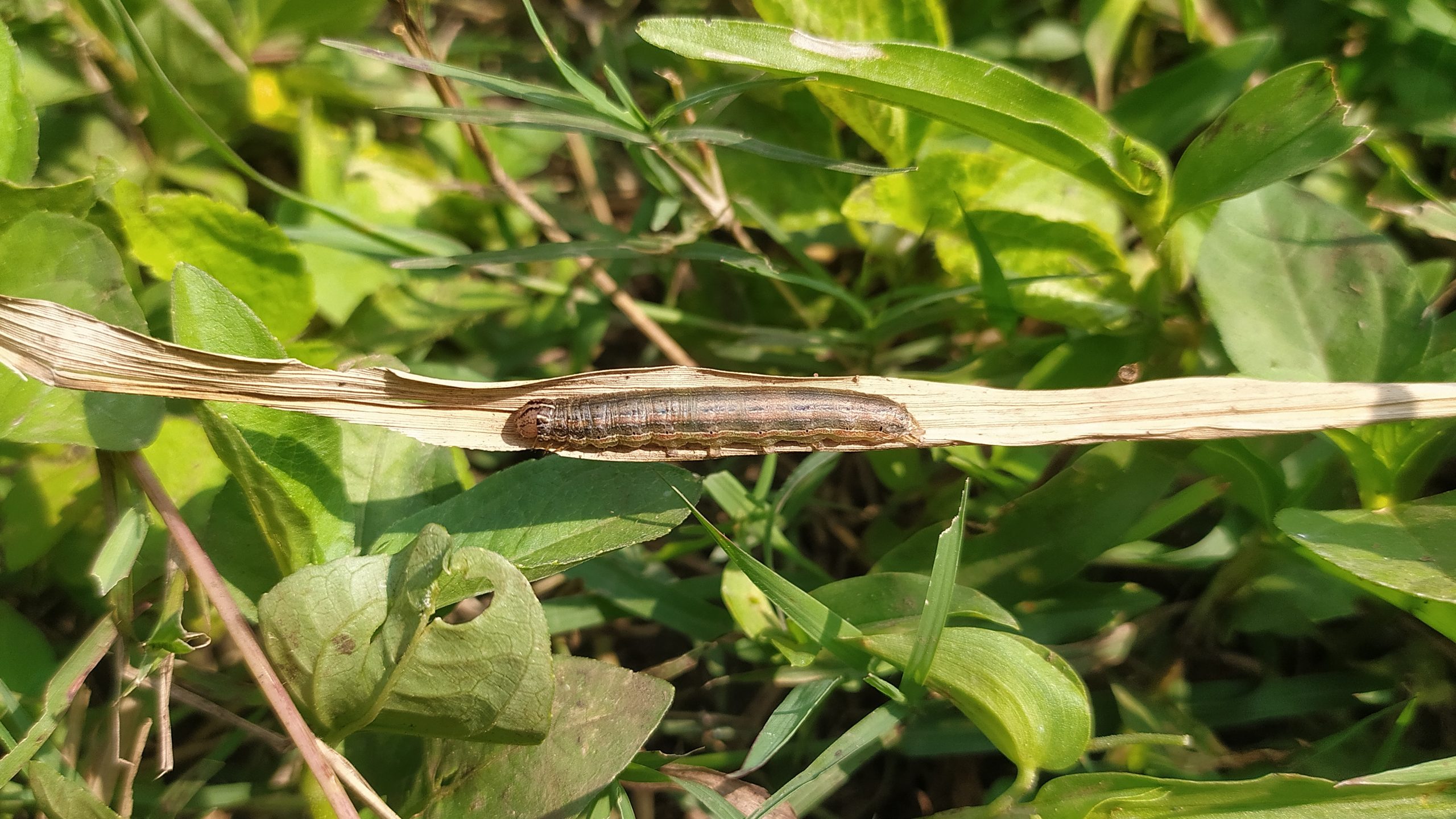 A caterpiller on a dry leaf