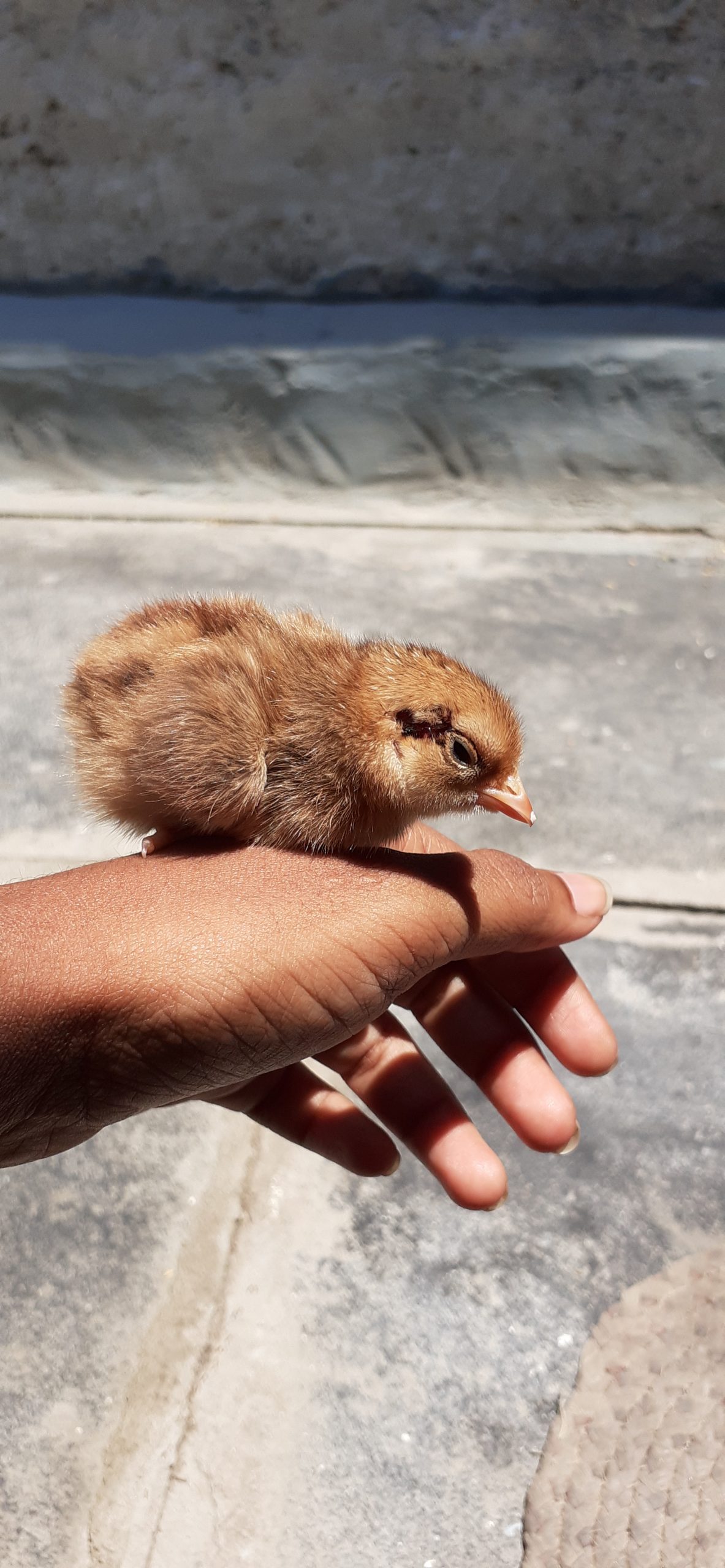A chick on hand