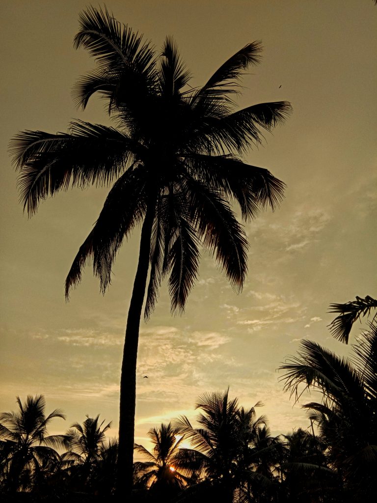 A coconut tree during evening - Free Image by Mmt on PixaHive.com