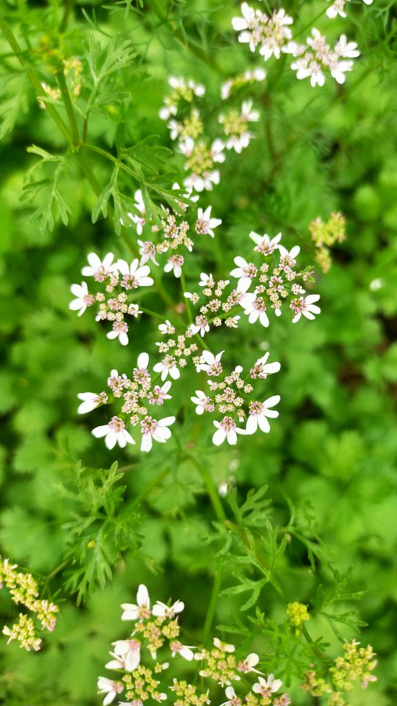 A coriander plant flowers PixaHive