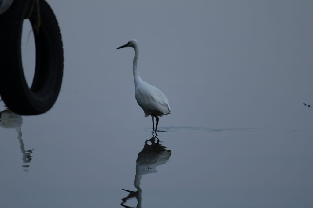 A crane bird in a river  pixahive A crane bird in a river  pixahive