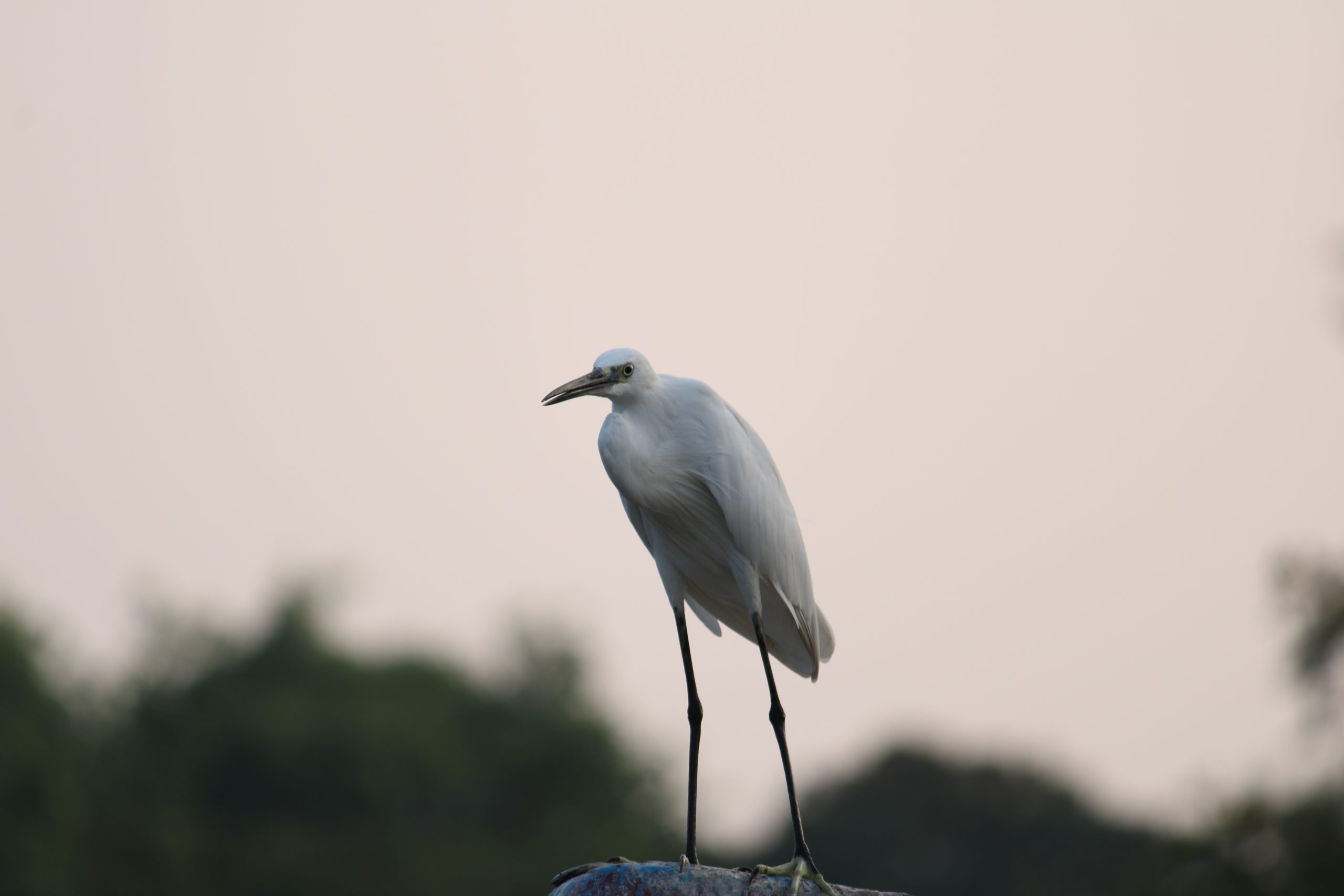 A crane bird sitting on the rock