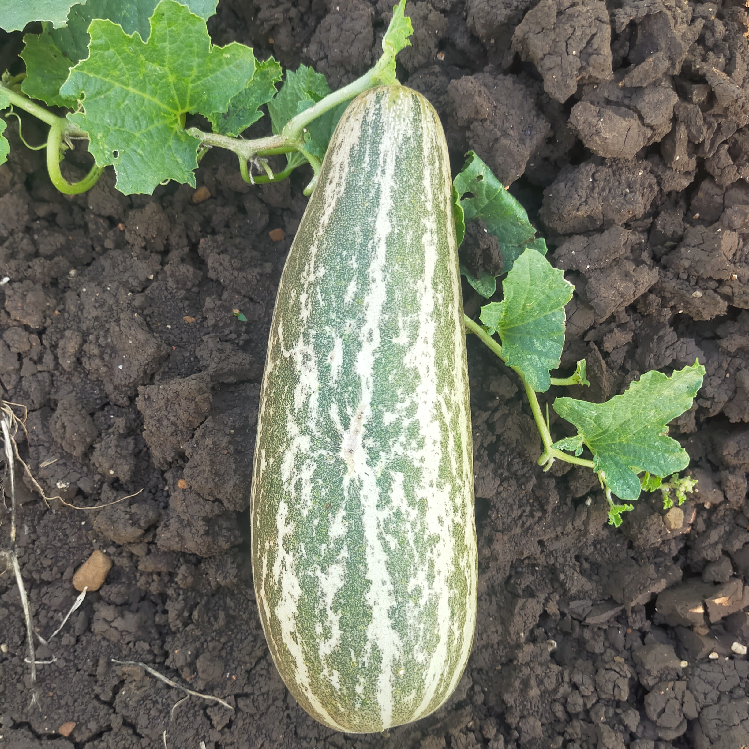 A cucumber with plant