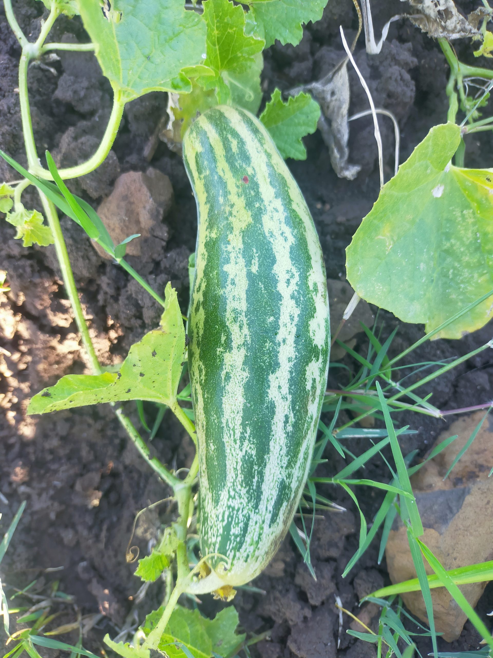 cucumber on plant