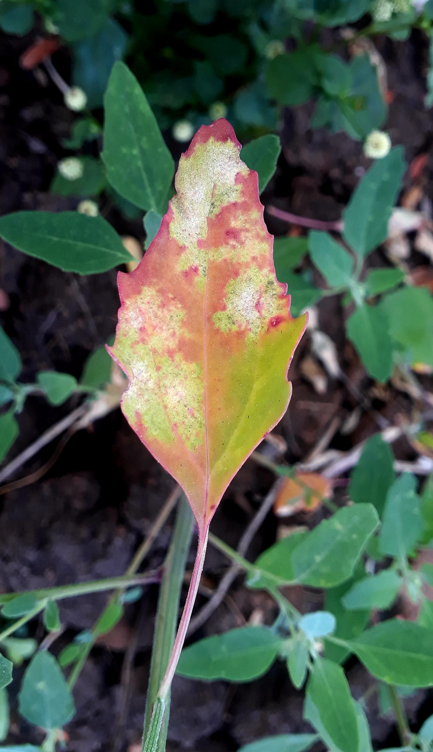 A dead leaf