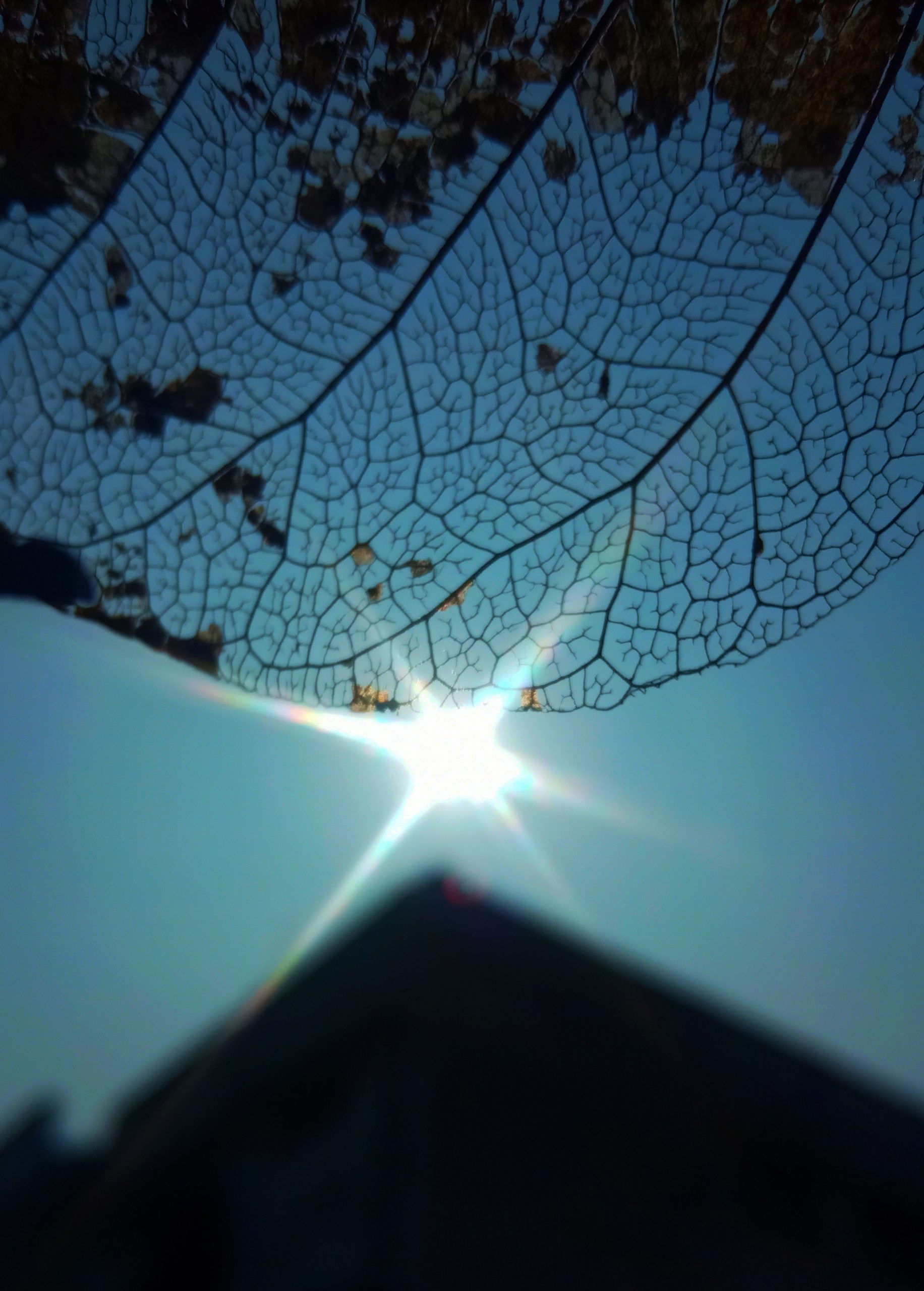 A dead leaf and sunrays