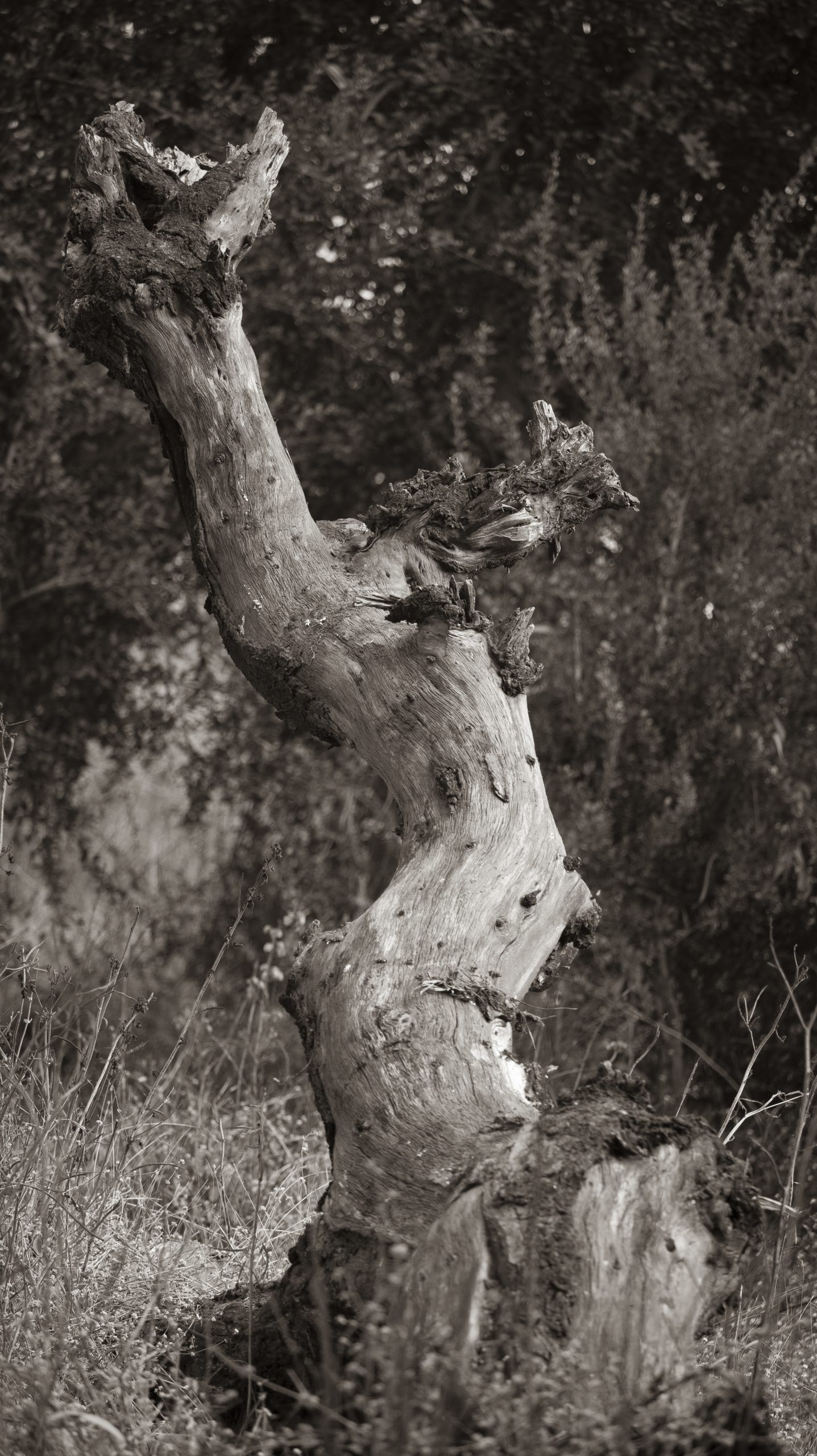 A dead tree