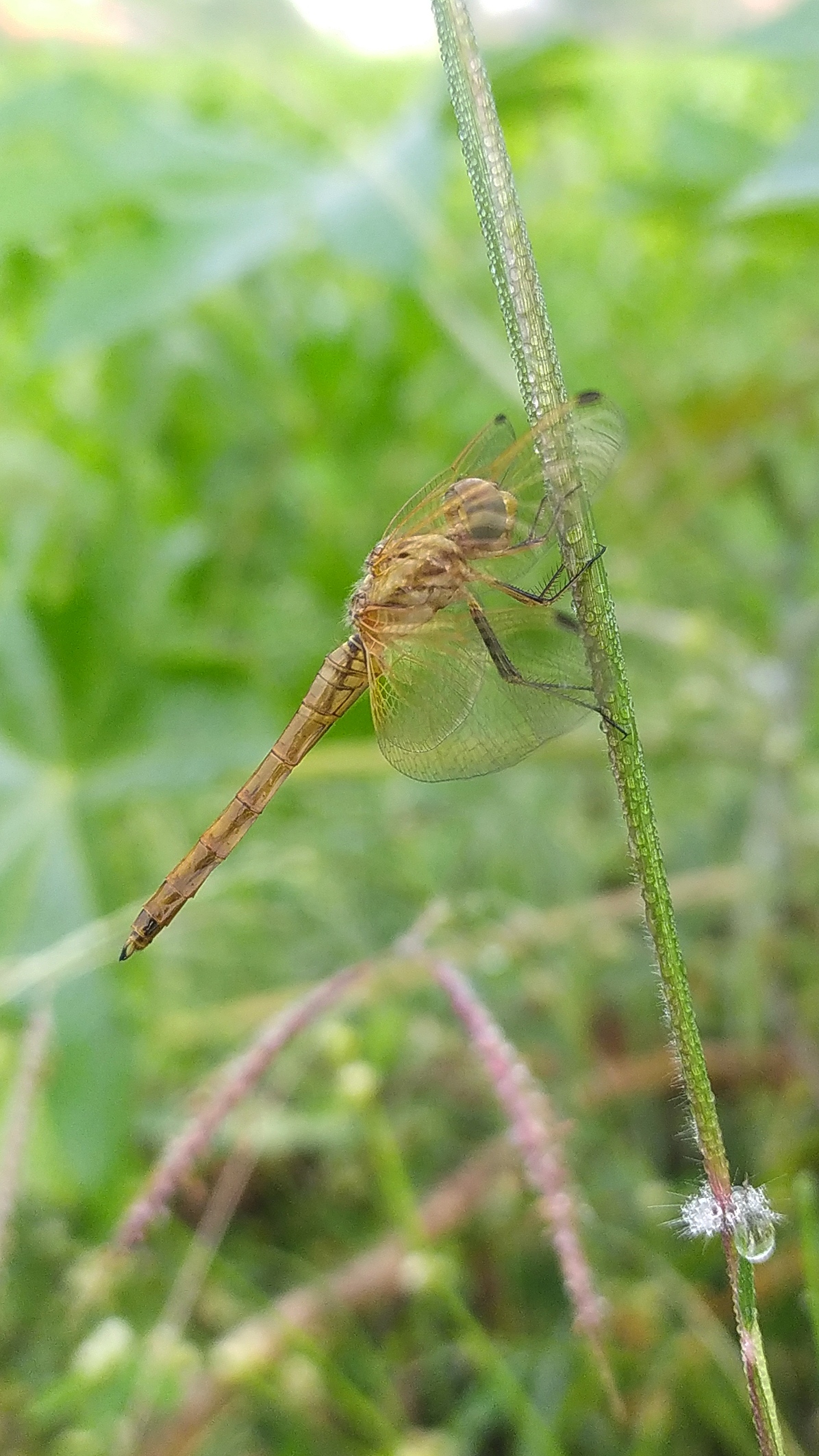 A dragonfly on a grass leaf