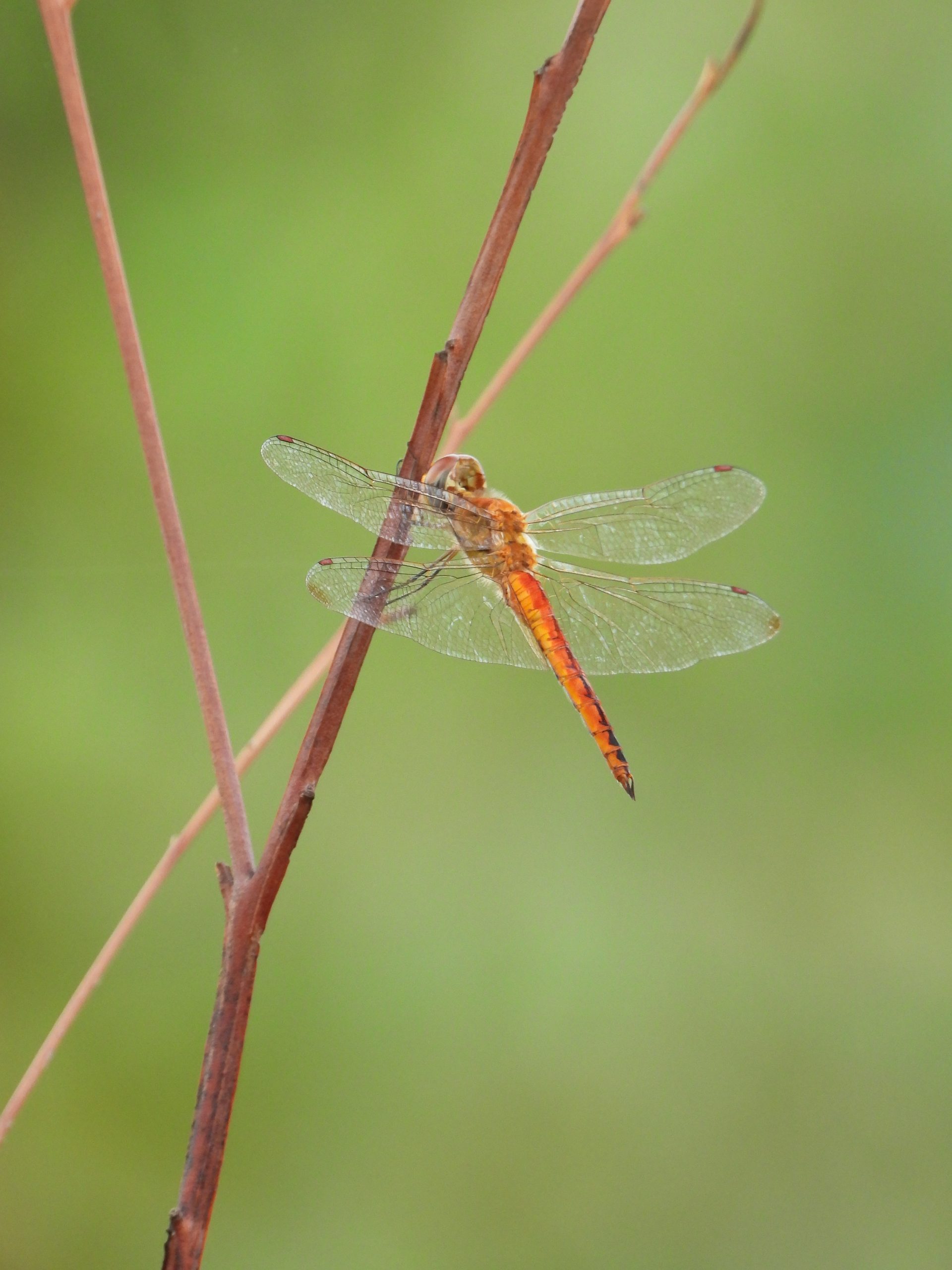 A dragonfly on a plant
