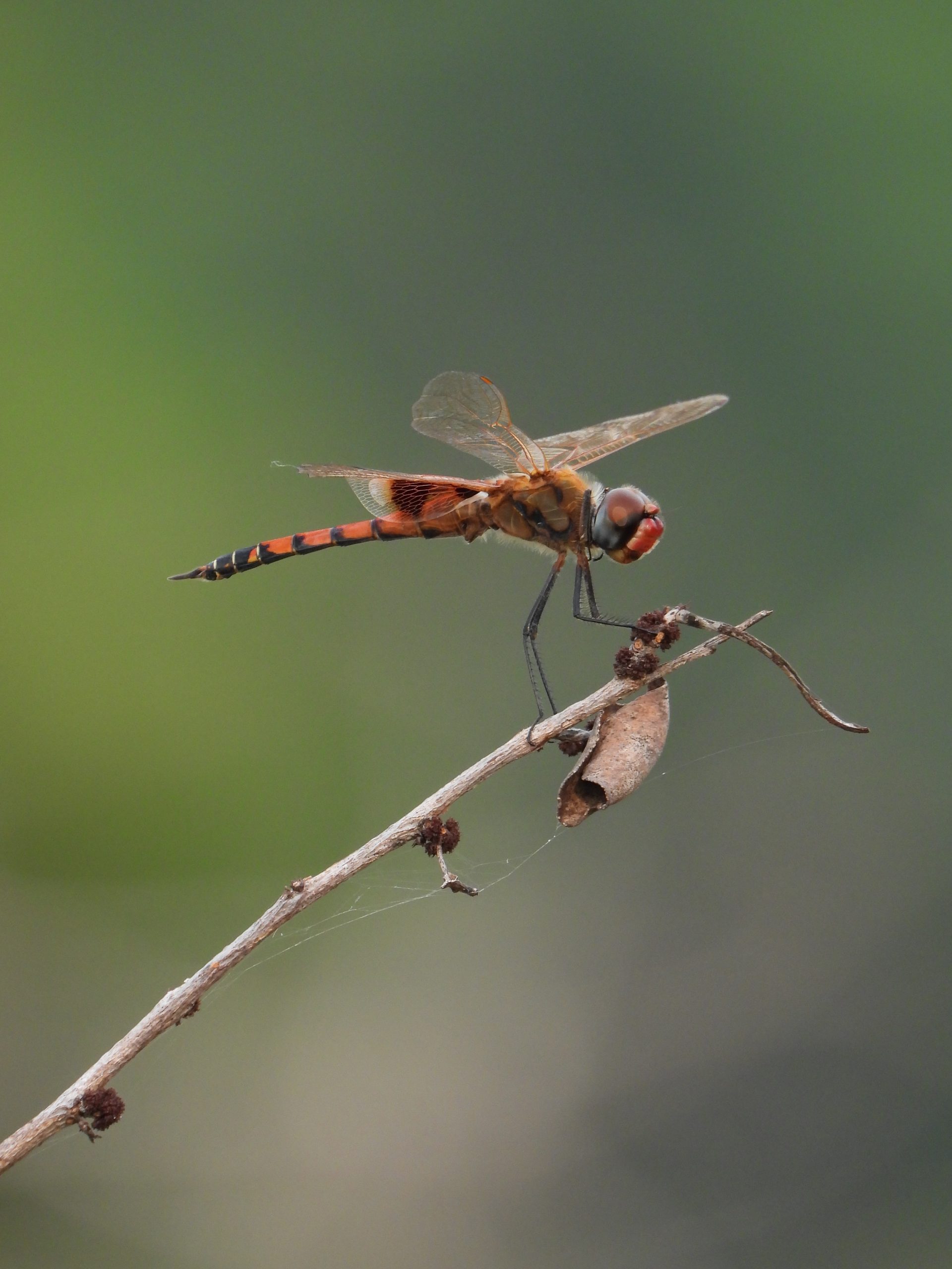 A dragonfly on a twig