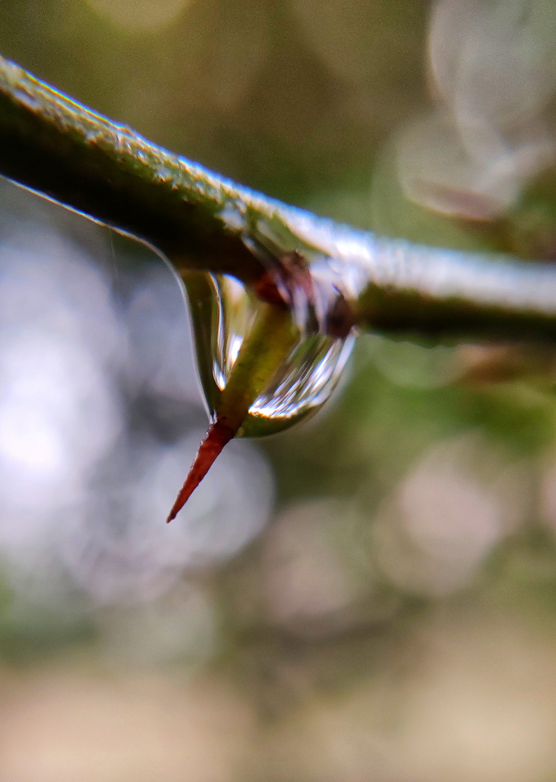 Water drop on plant stem