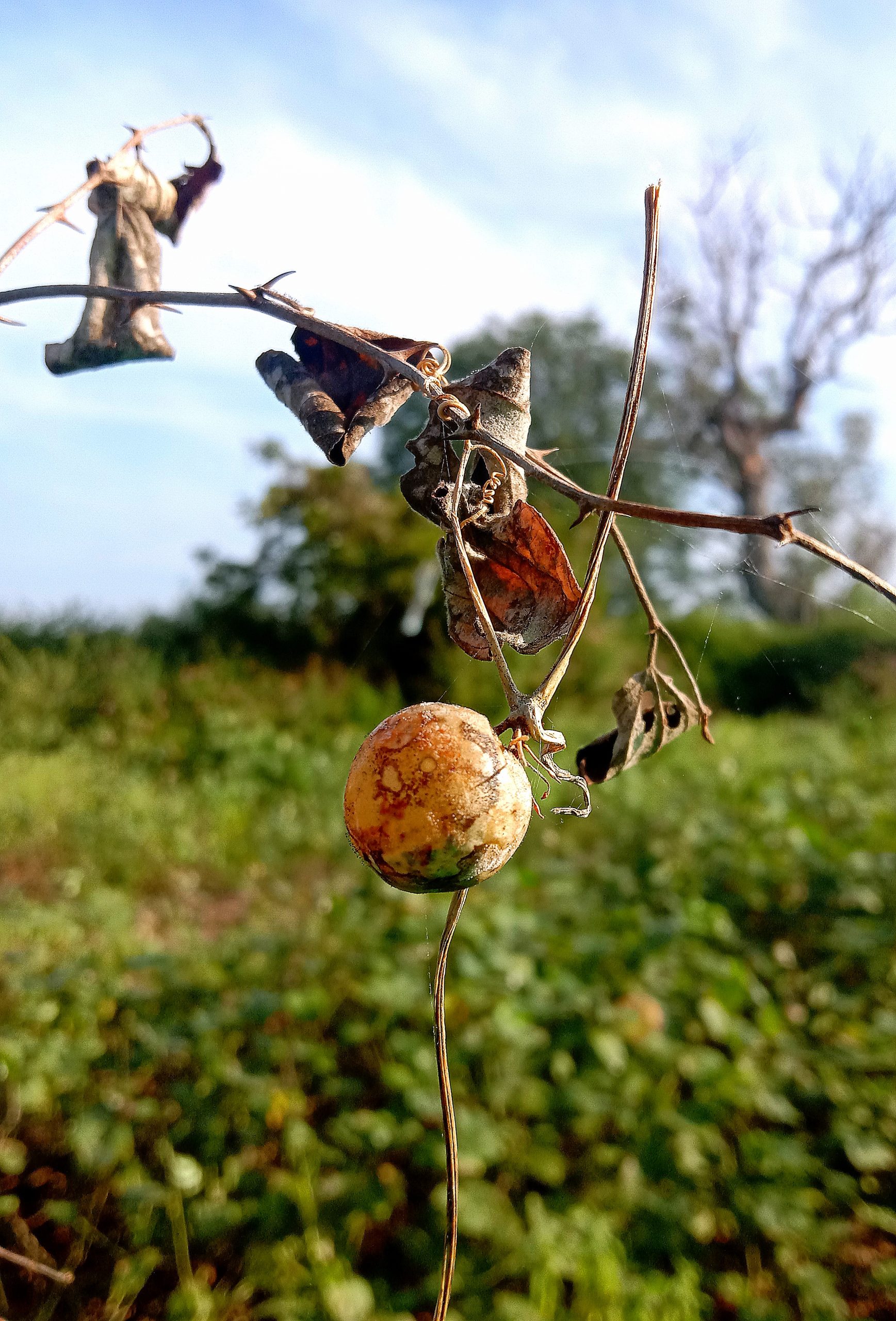A fruit on a dry plant