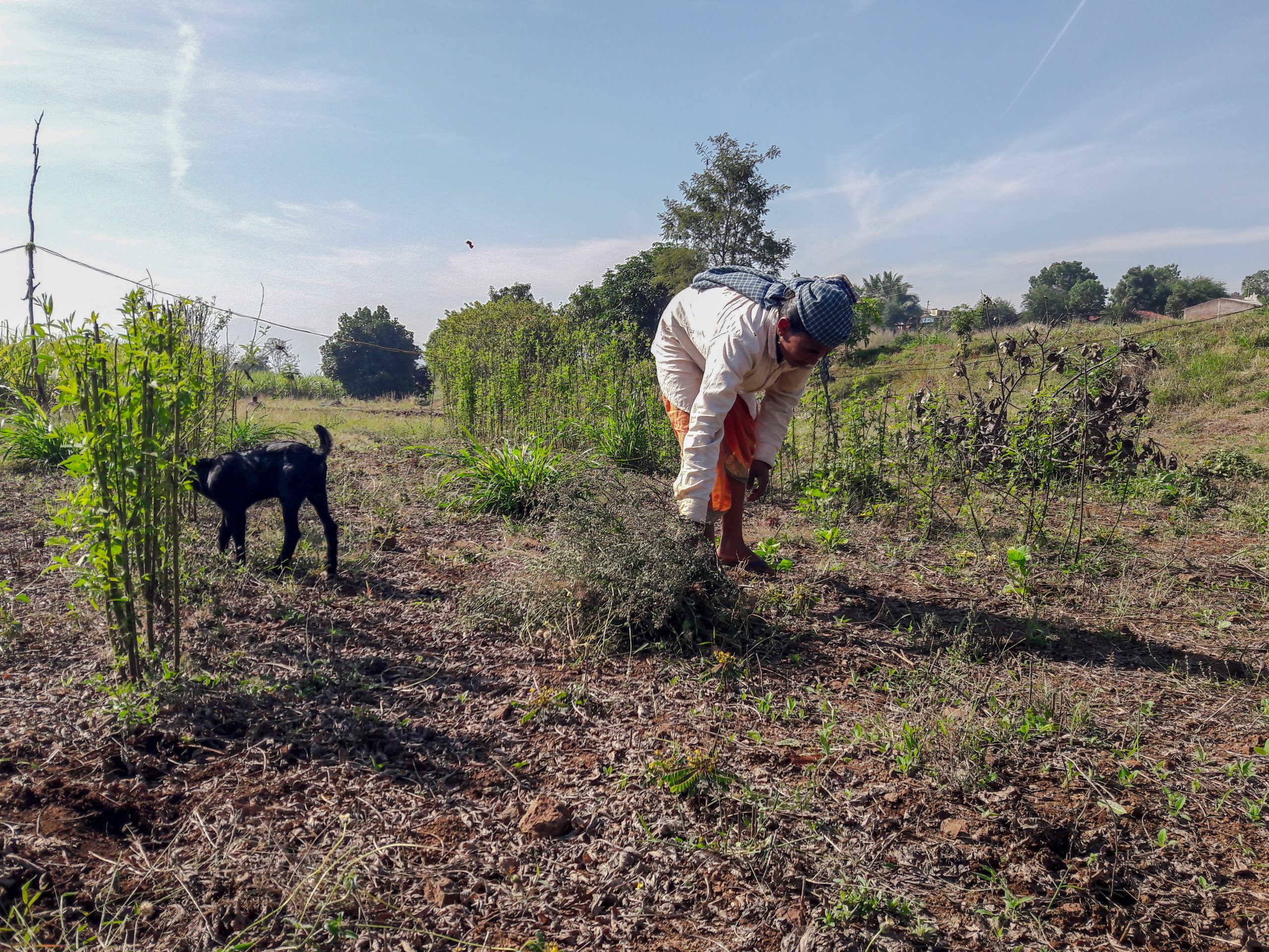 A farmer working in field