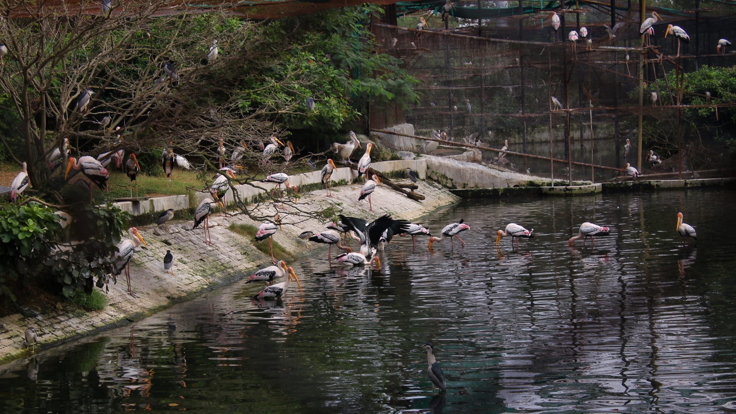 A flock of water birds in Vandalur zoo