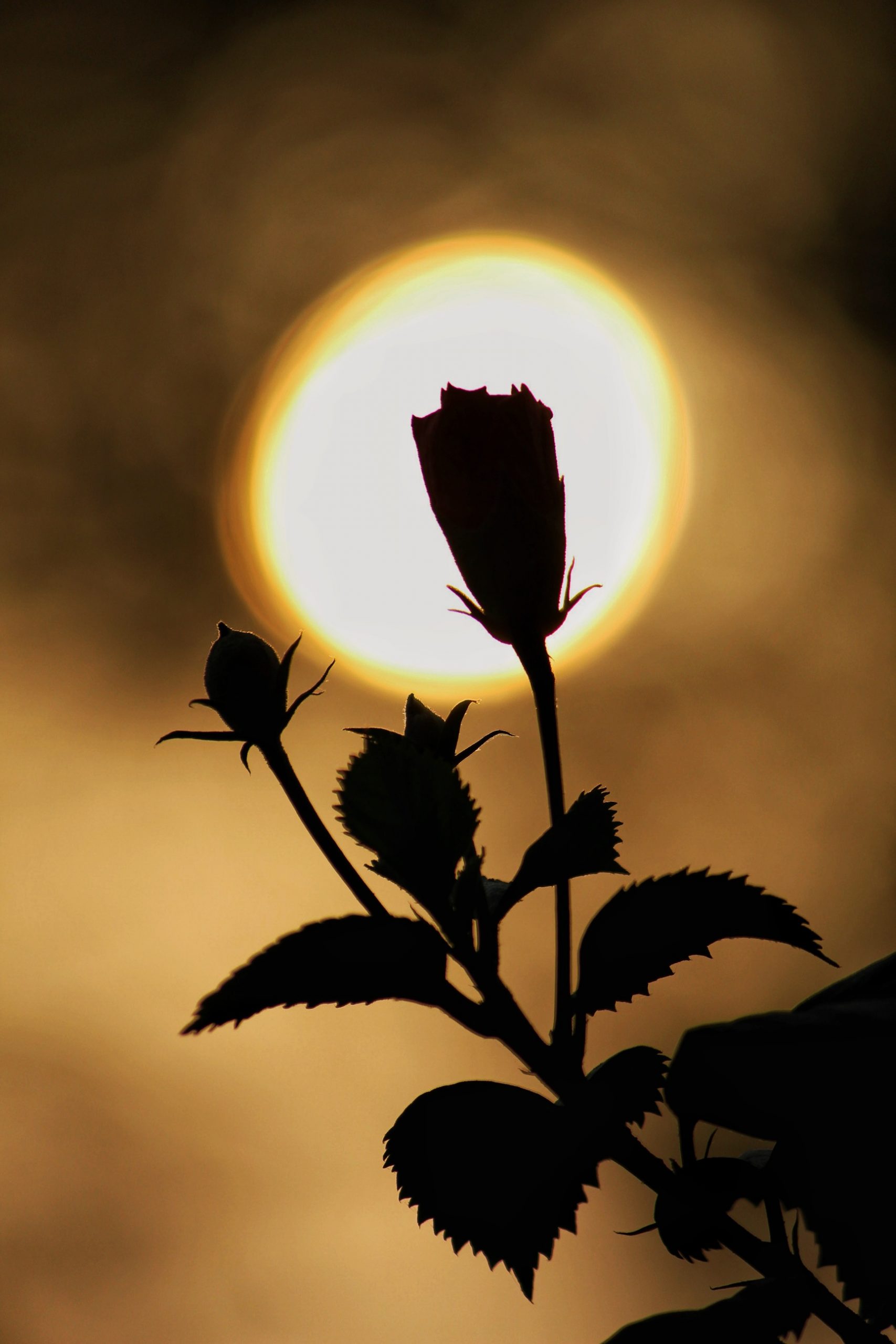 A flower plant during evening