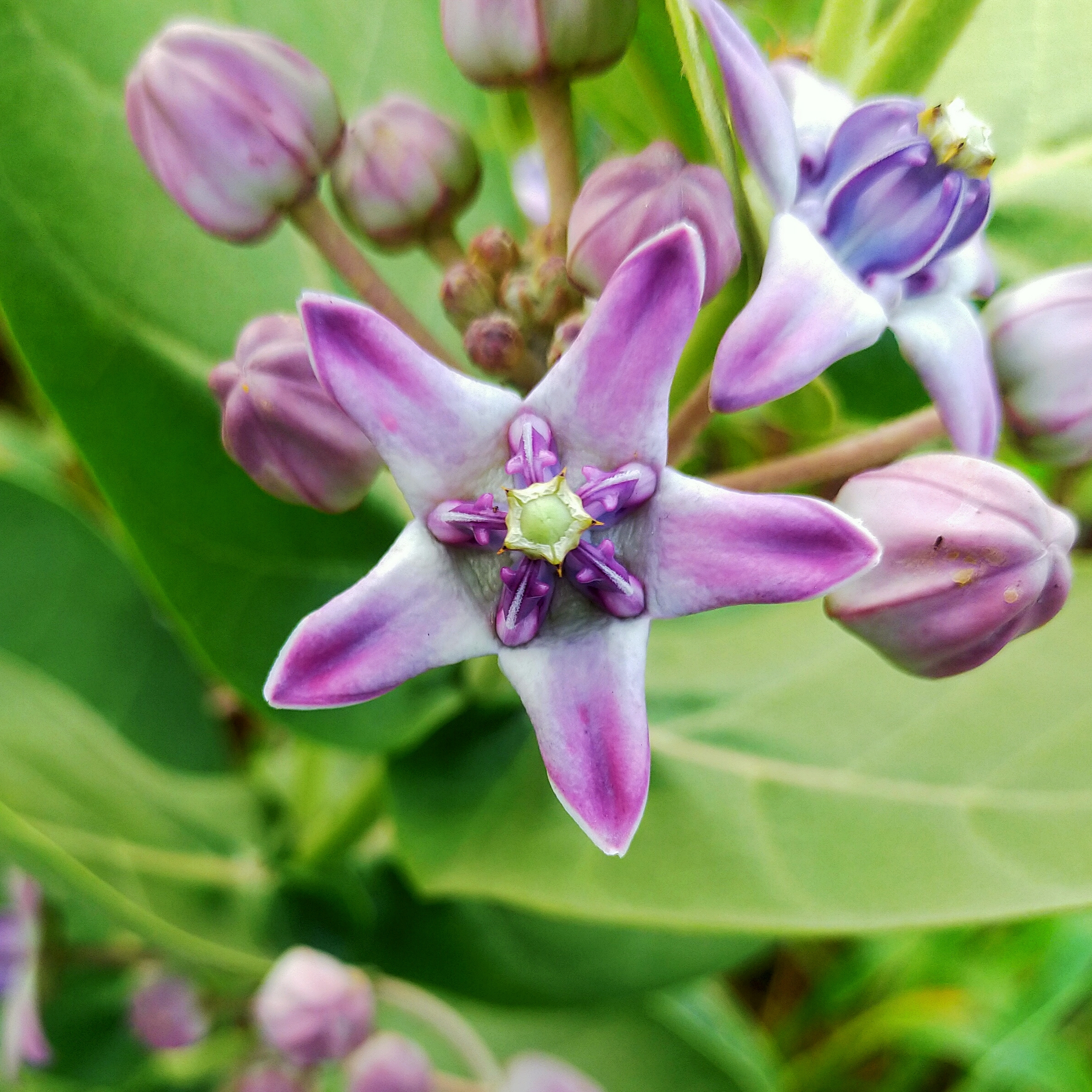 Flowering plant