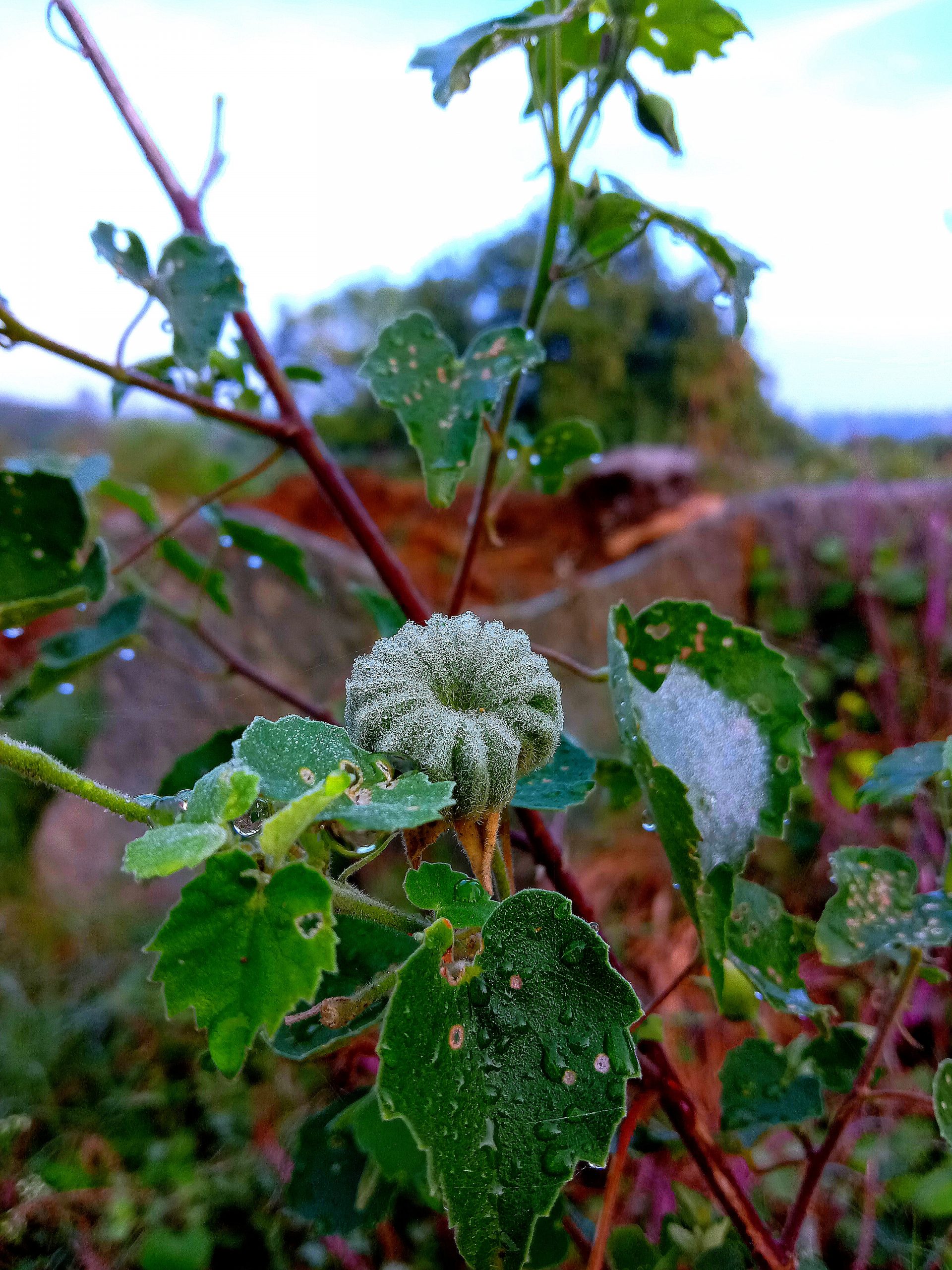 A flowering plant