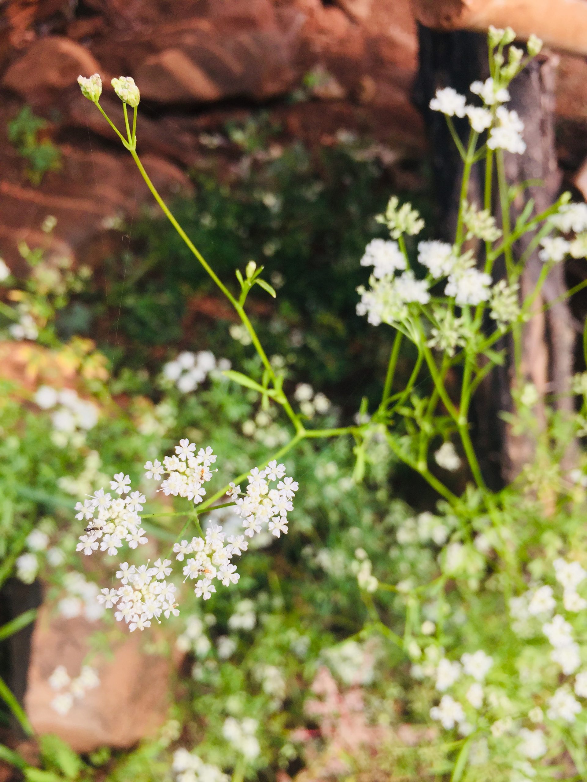 A flowering plant