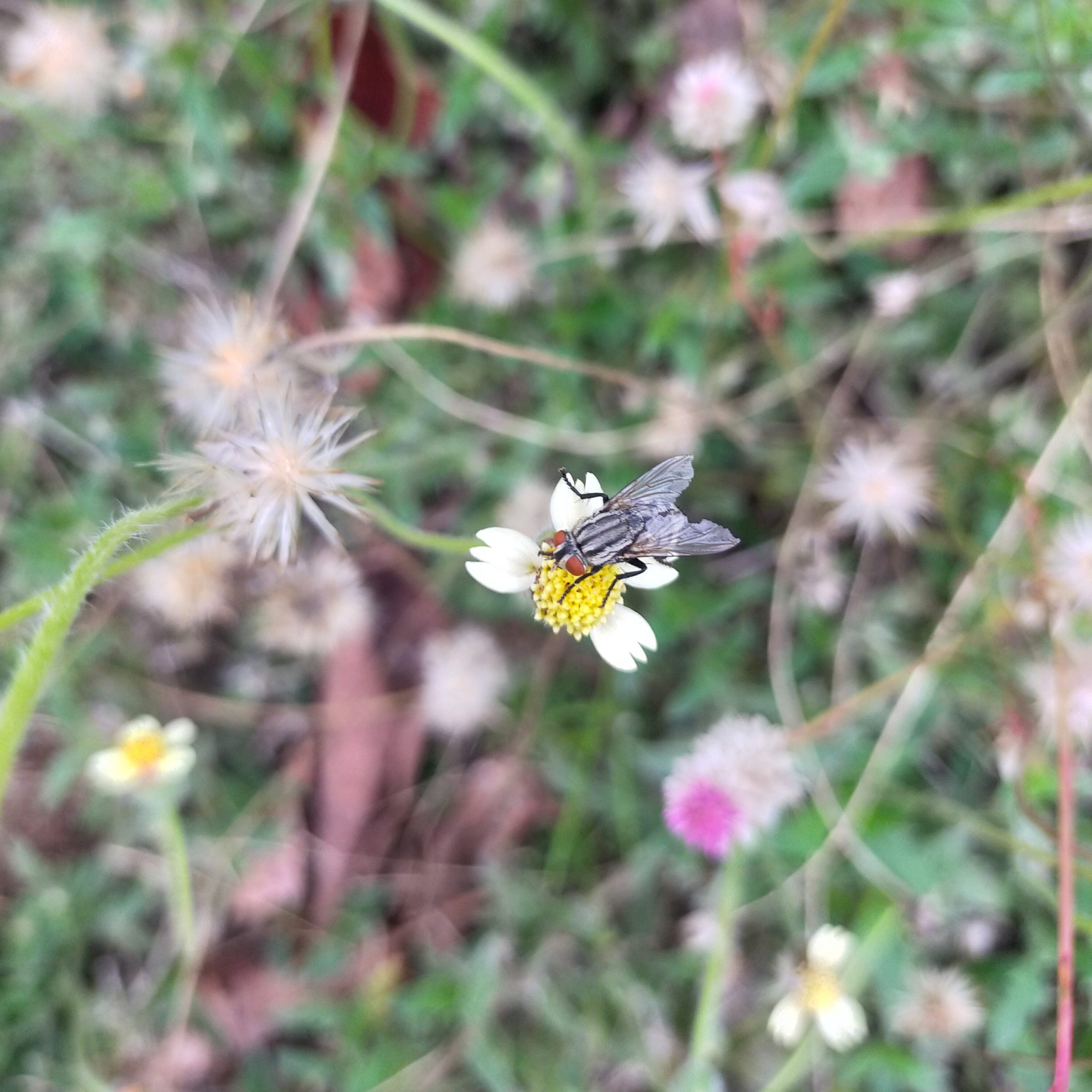 A fly on a flower