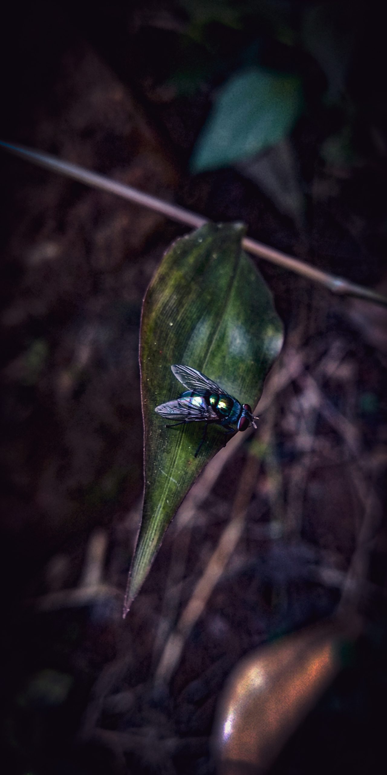 A fly on a leaf