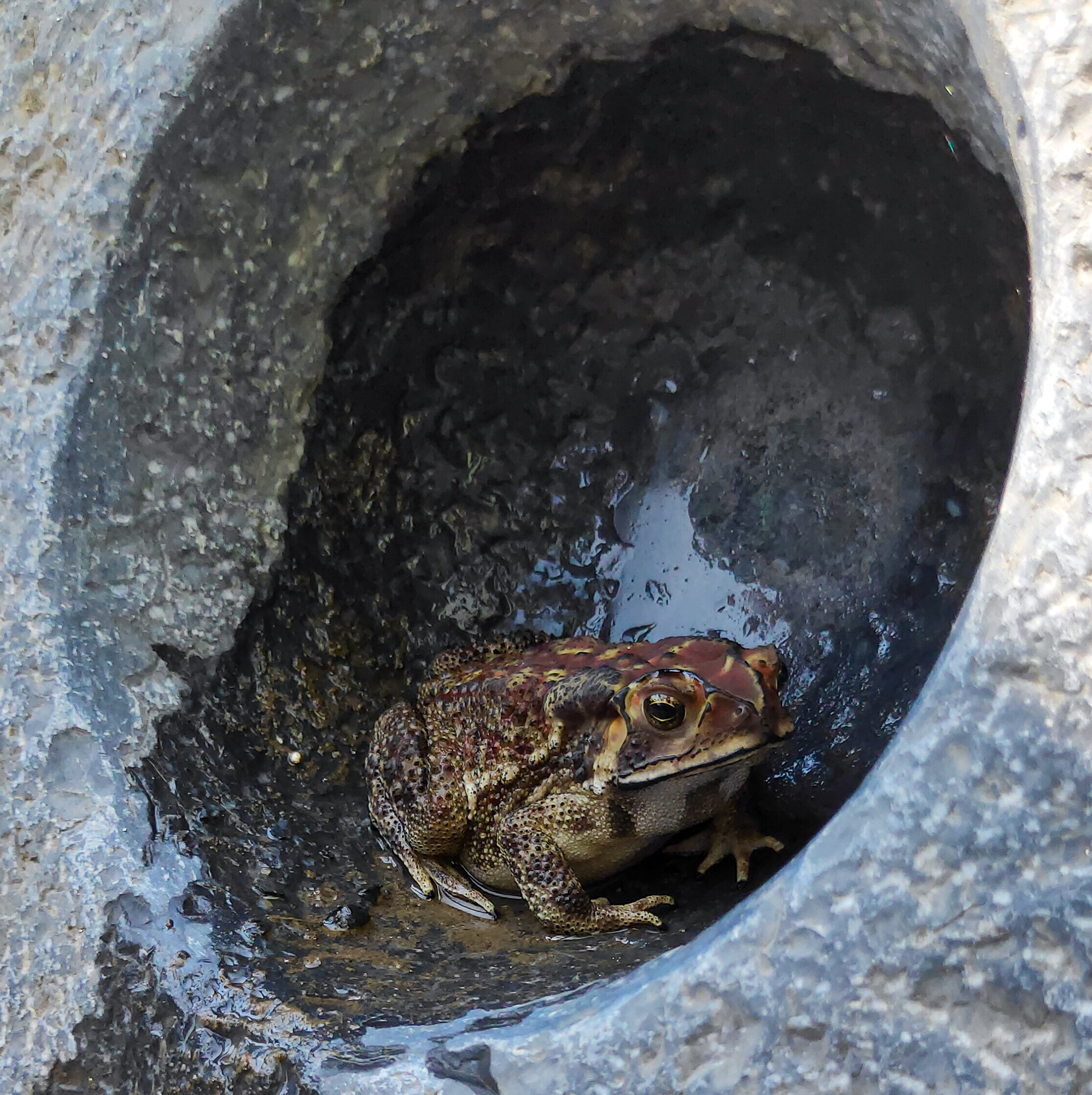 A frog in a hole