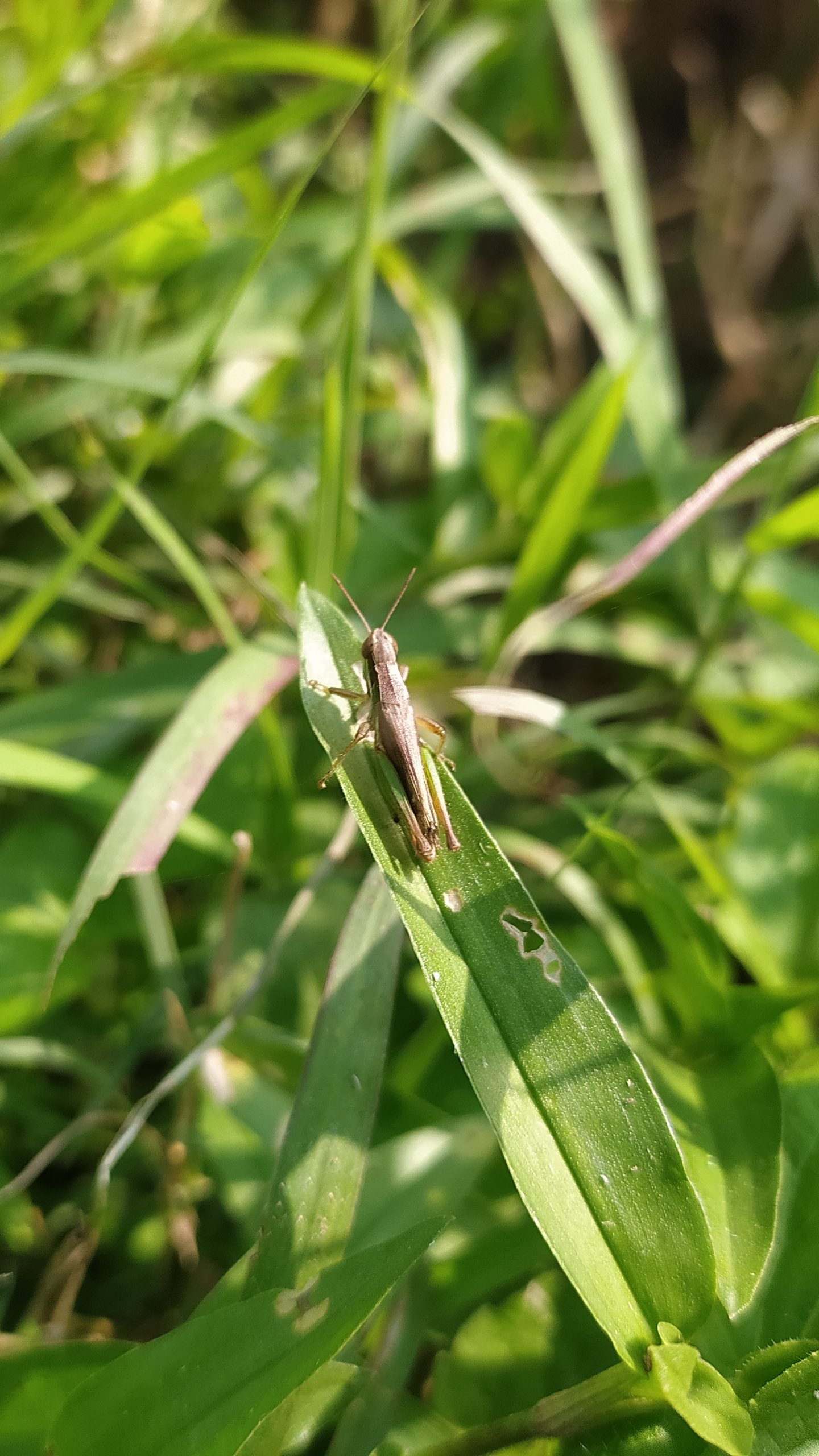Grasshopper sitting on leaf