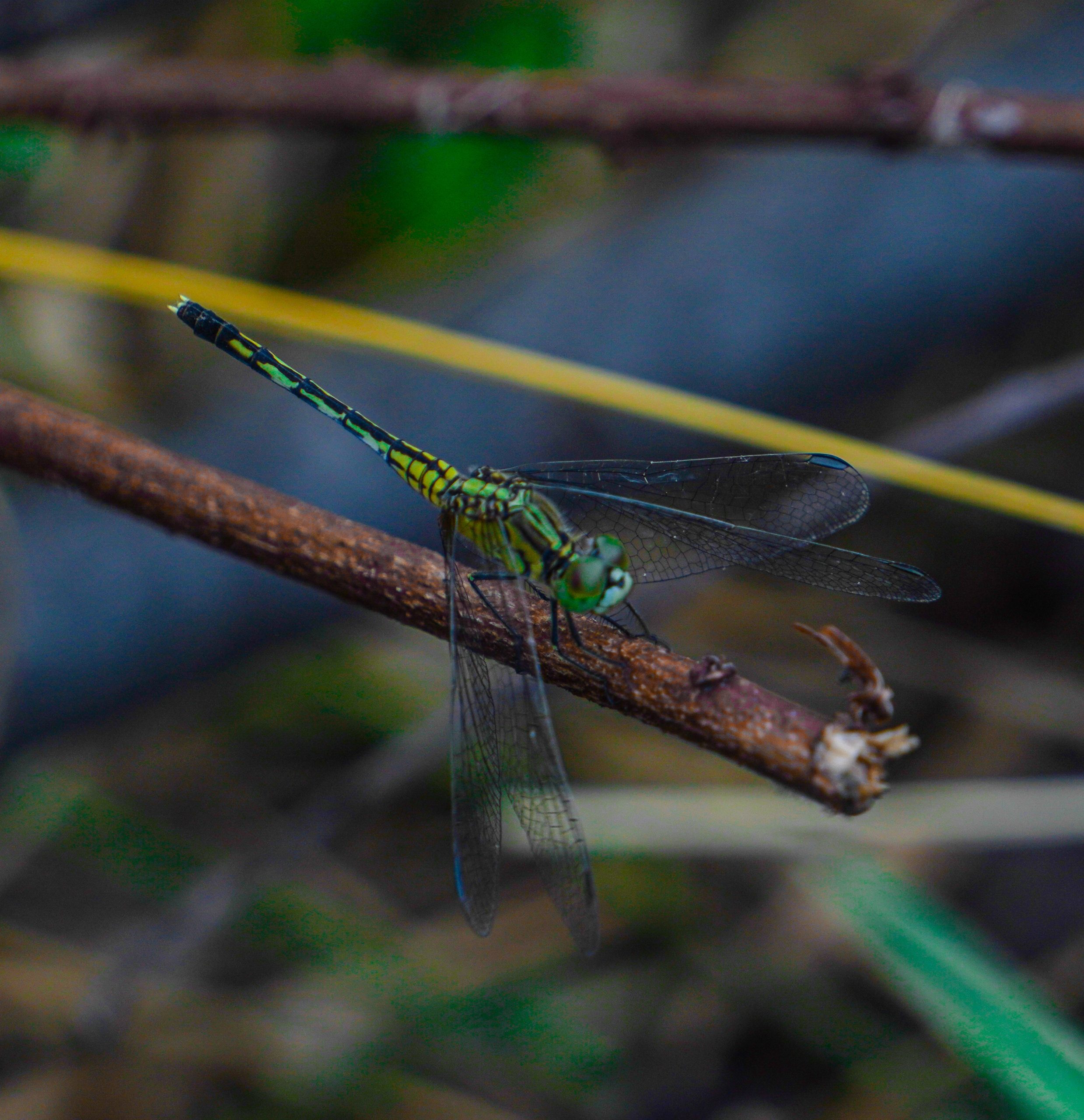 A grasshopper on a twig
