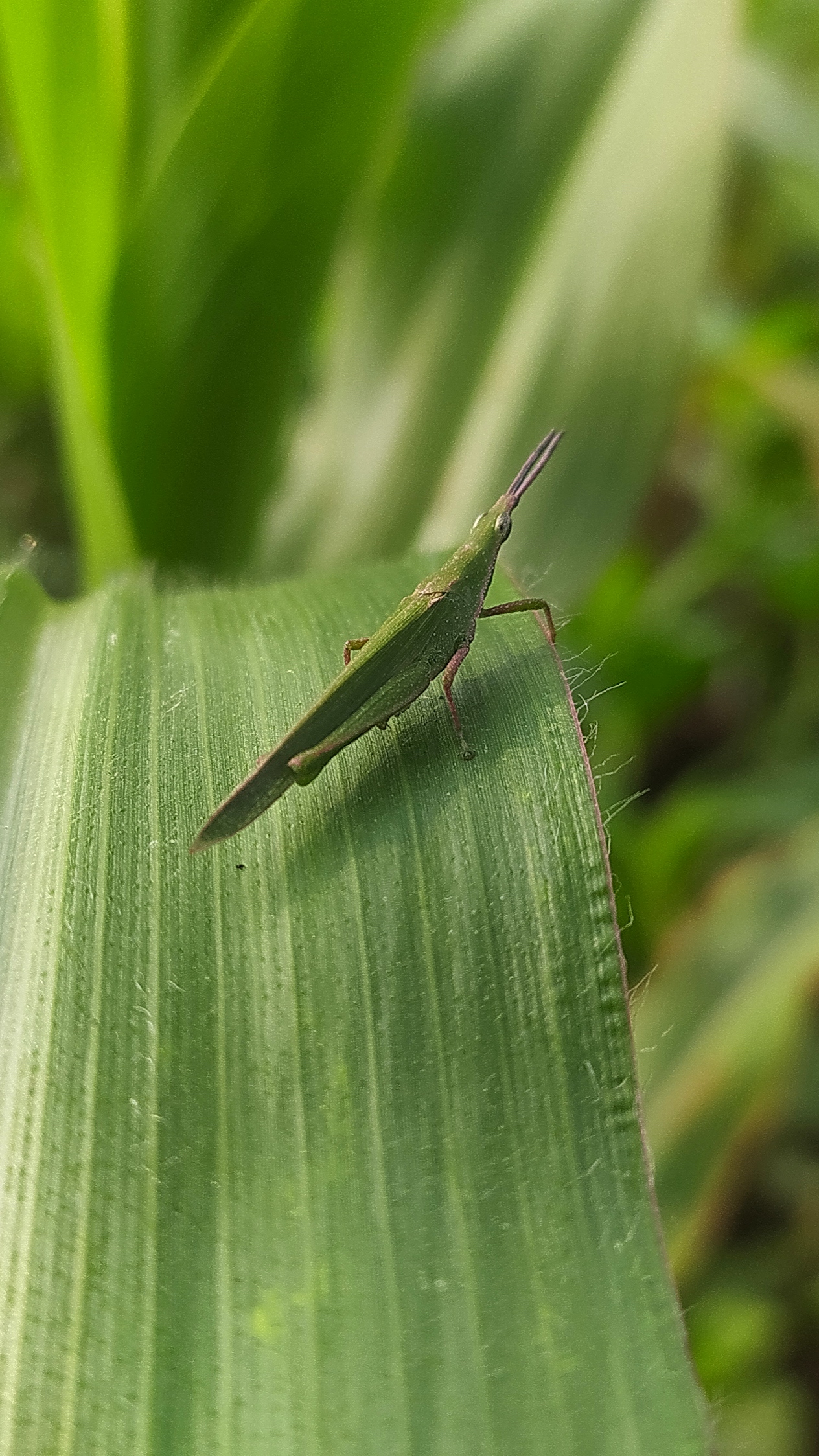 Grasshopper on leaf