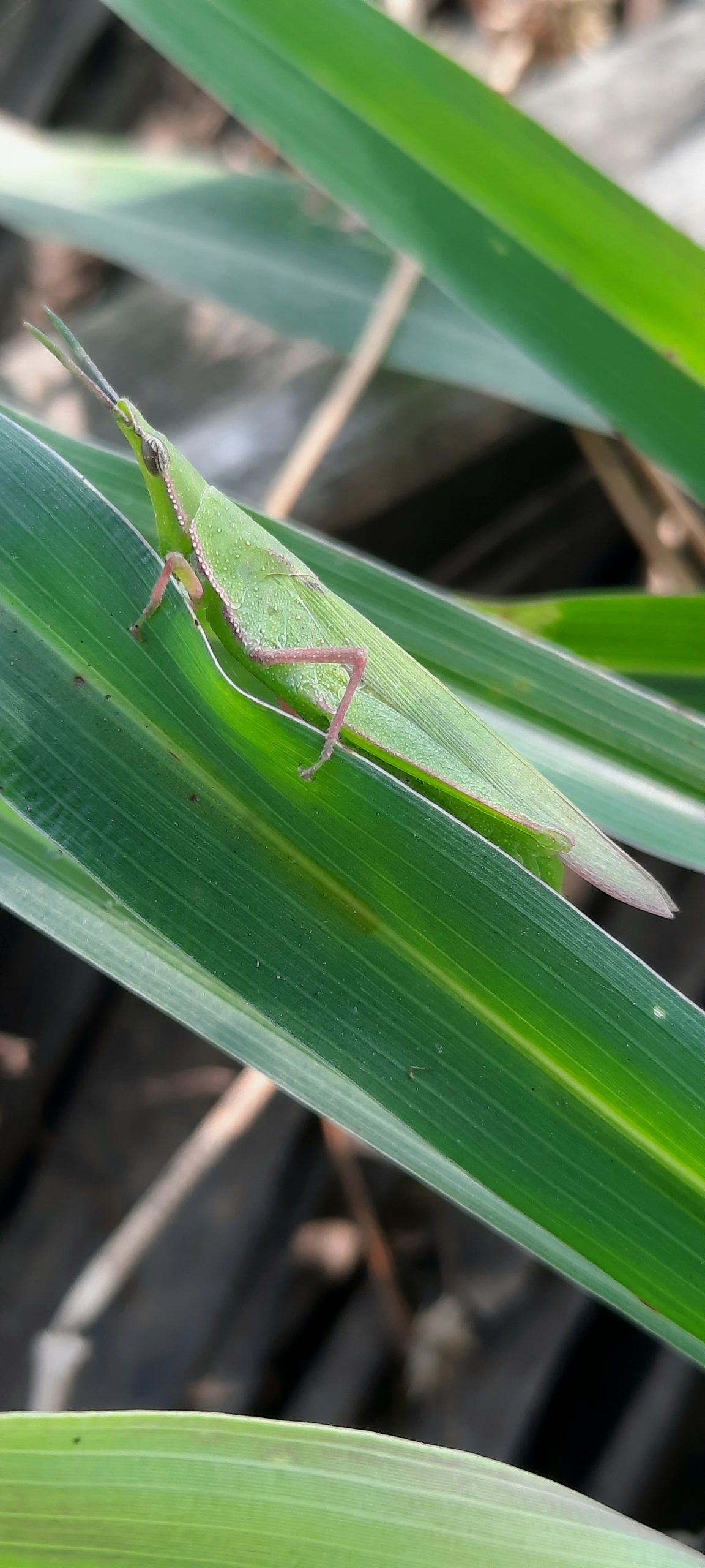 A grasshoppers on a leaf