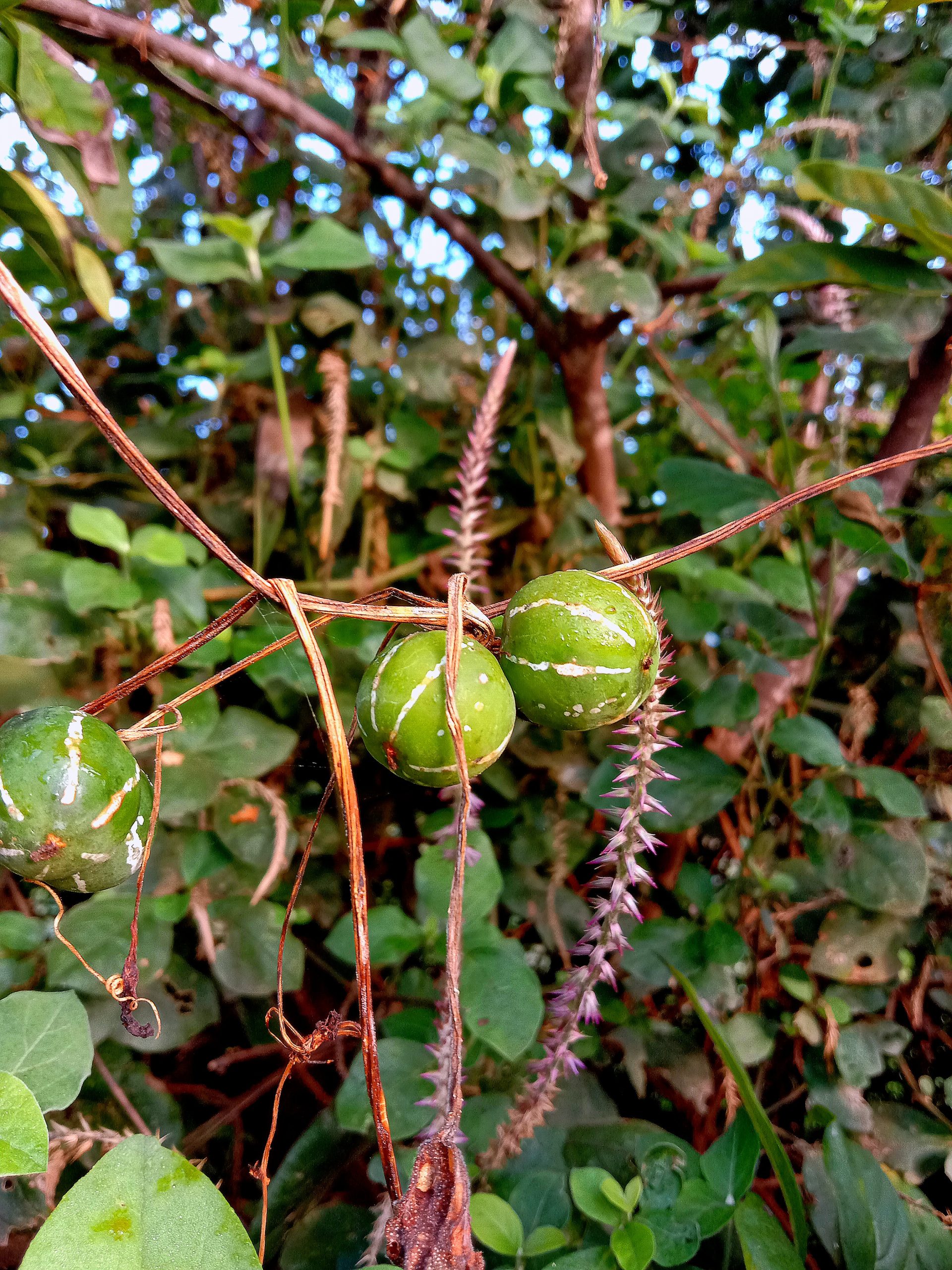 Green fruit hanging on the plant
