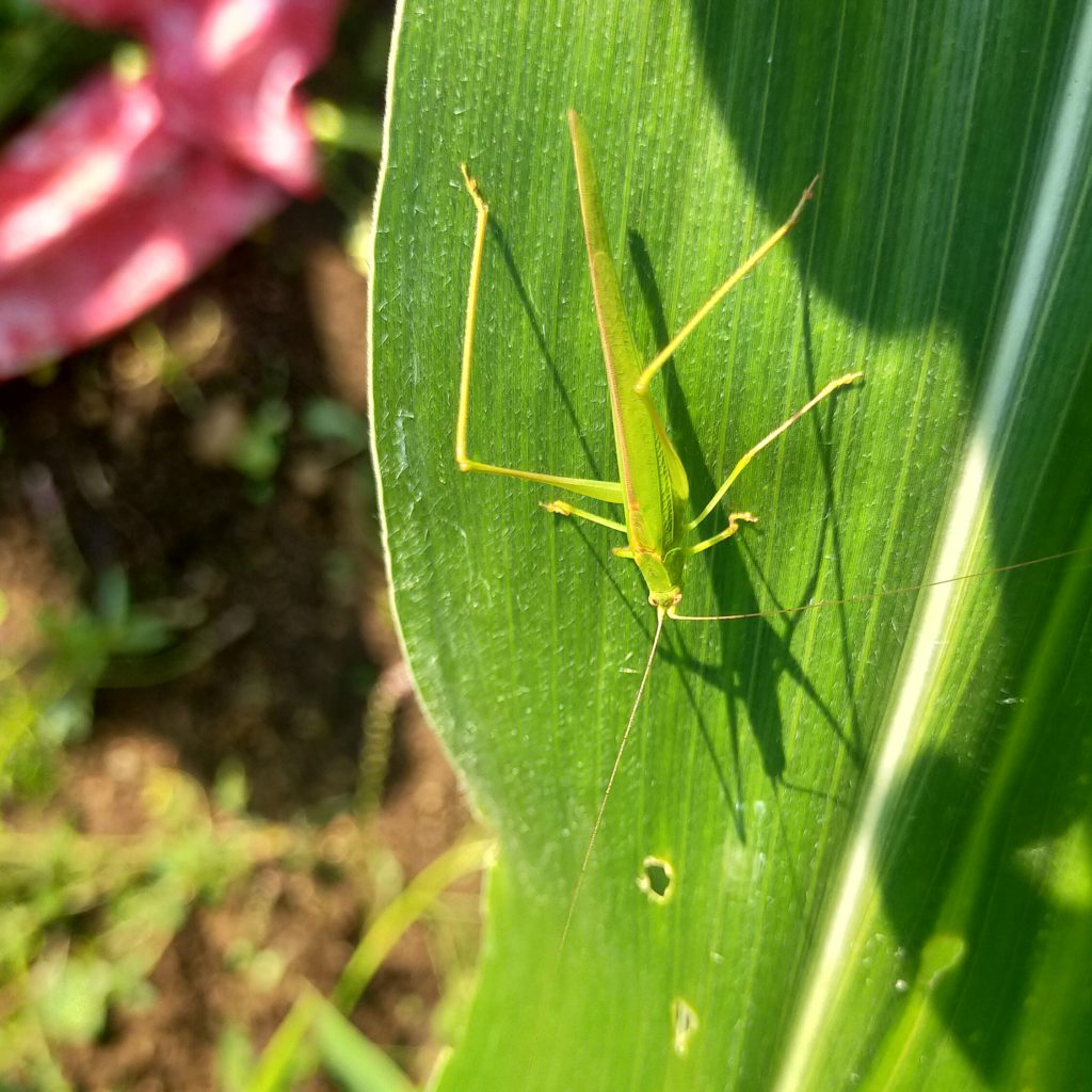 A Green Grasshopper Pixahive