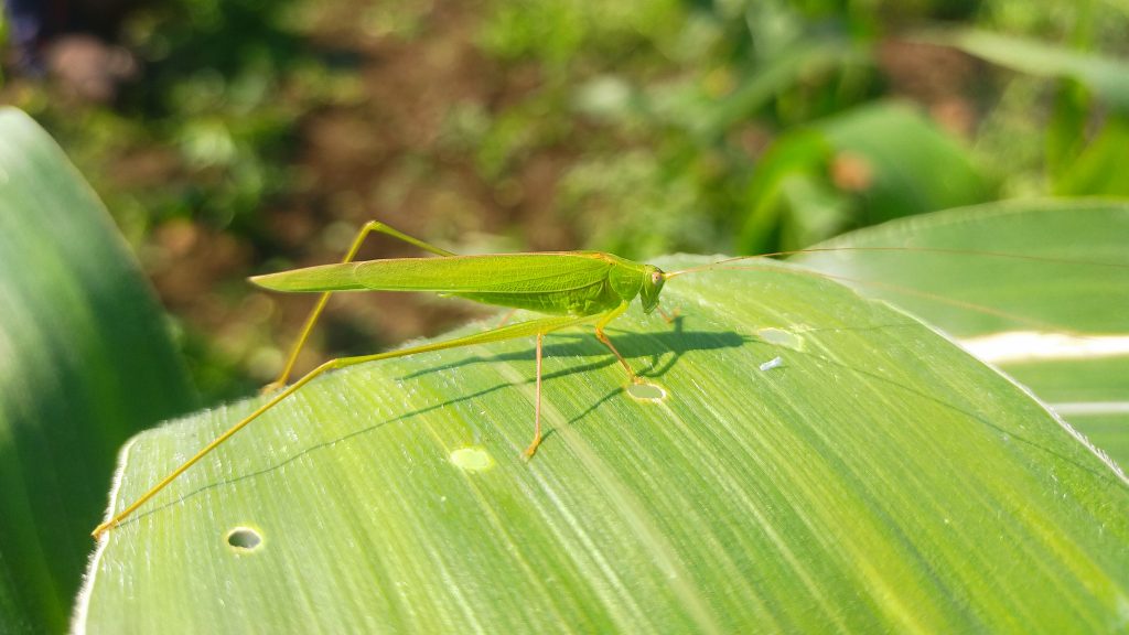 A green on a leaf PixaHive