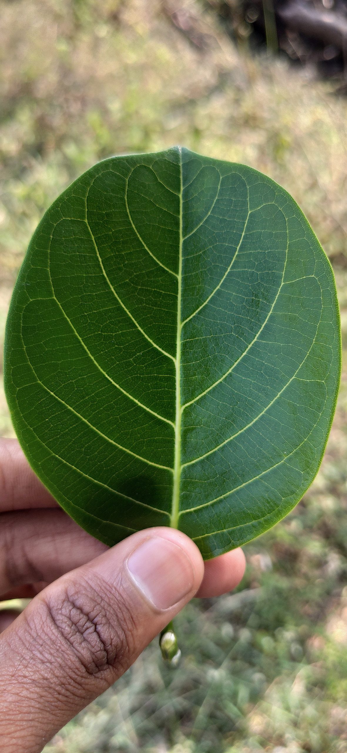 A green leaf in hand
