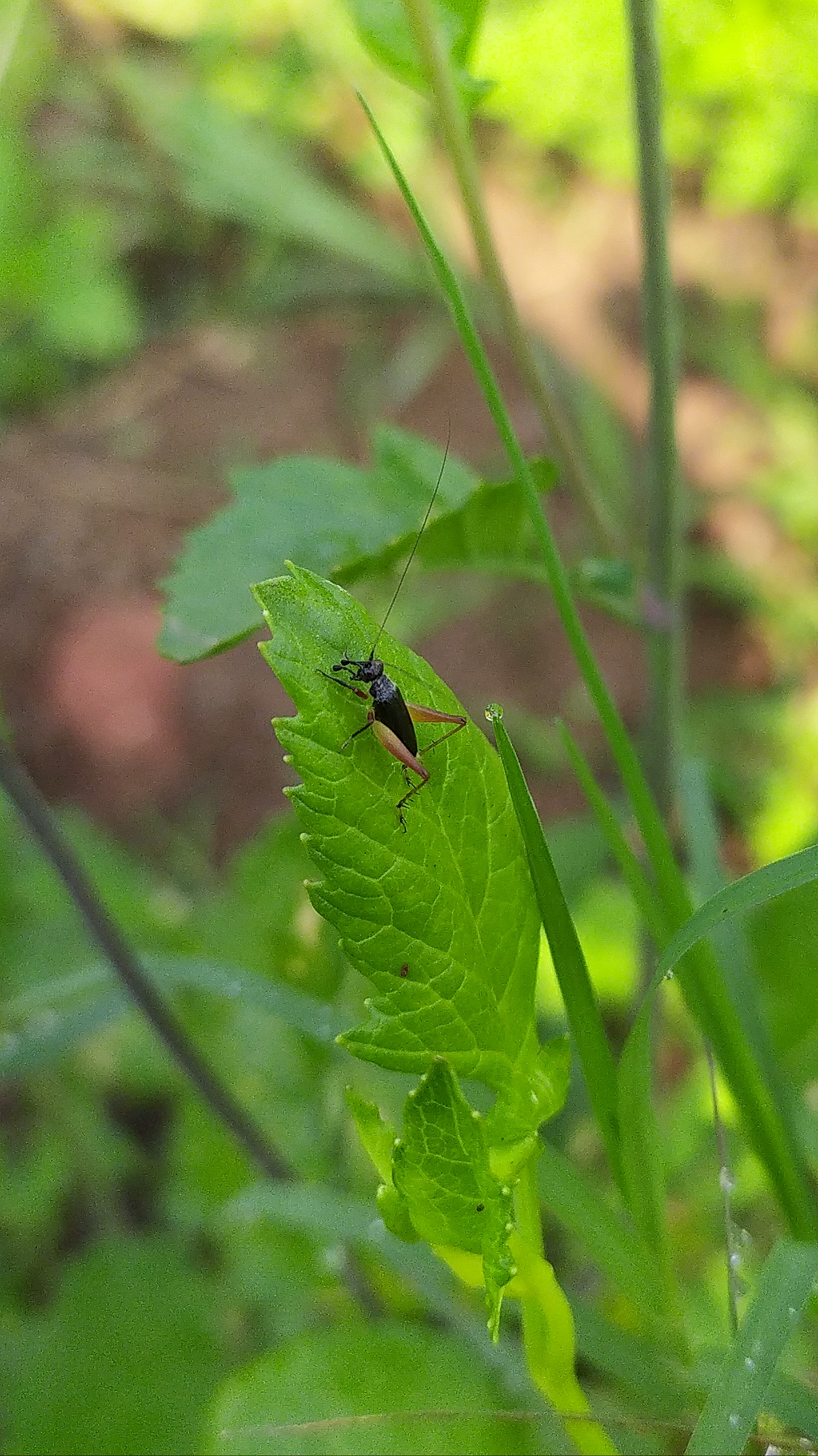 A handsome trig insect on a leaf
