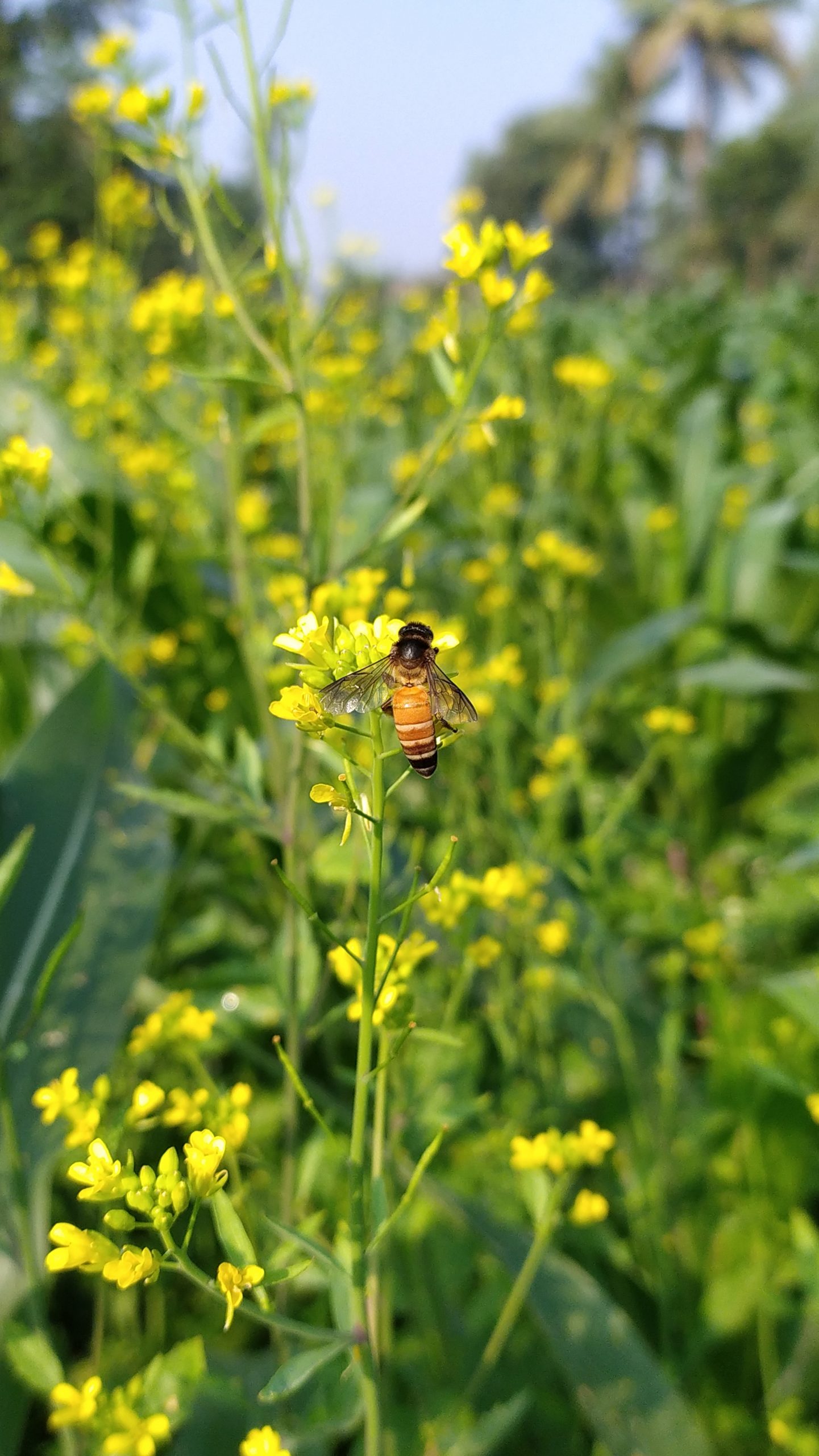 A honeybee on mustard plant