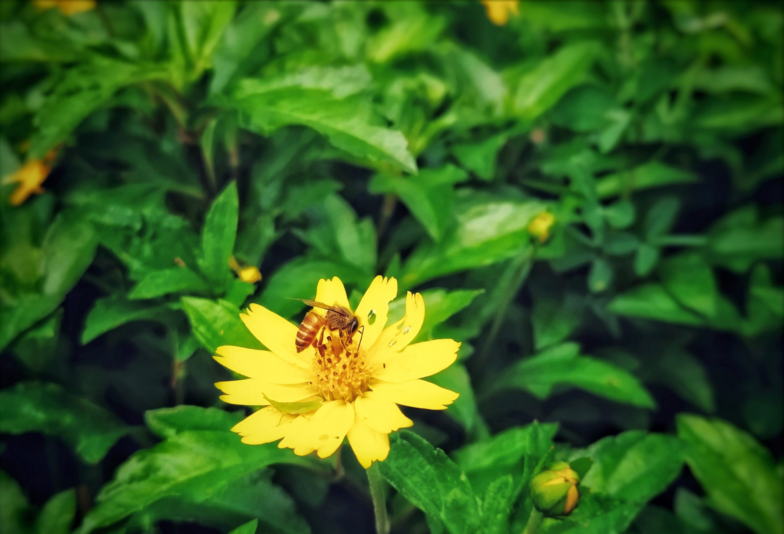 A honeybee on yellow flower