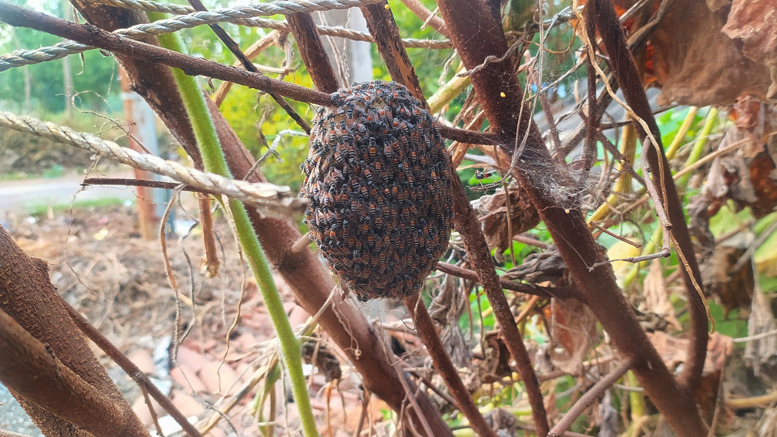 A honeybees nest