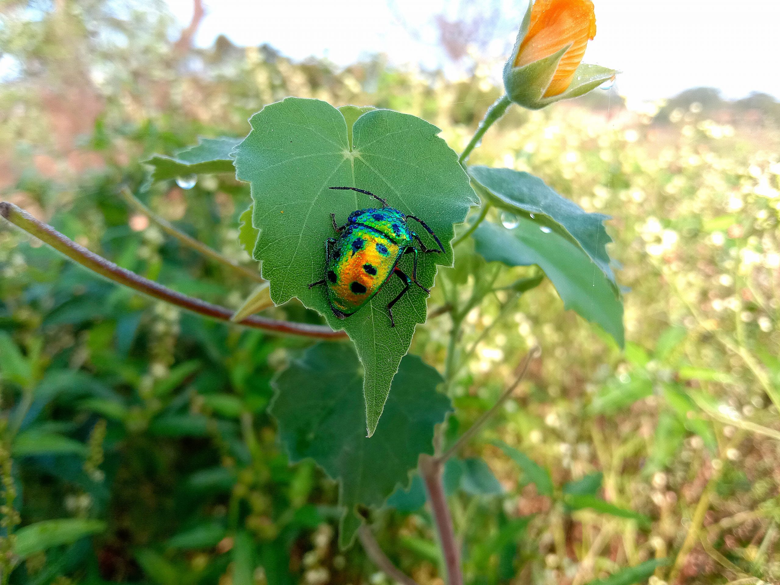 A insect on green leaf