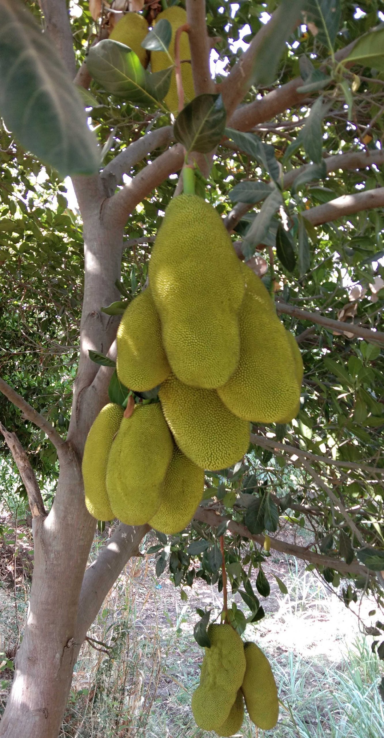 A jackfruit tree