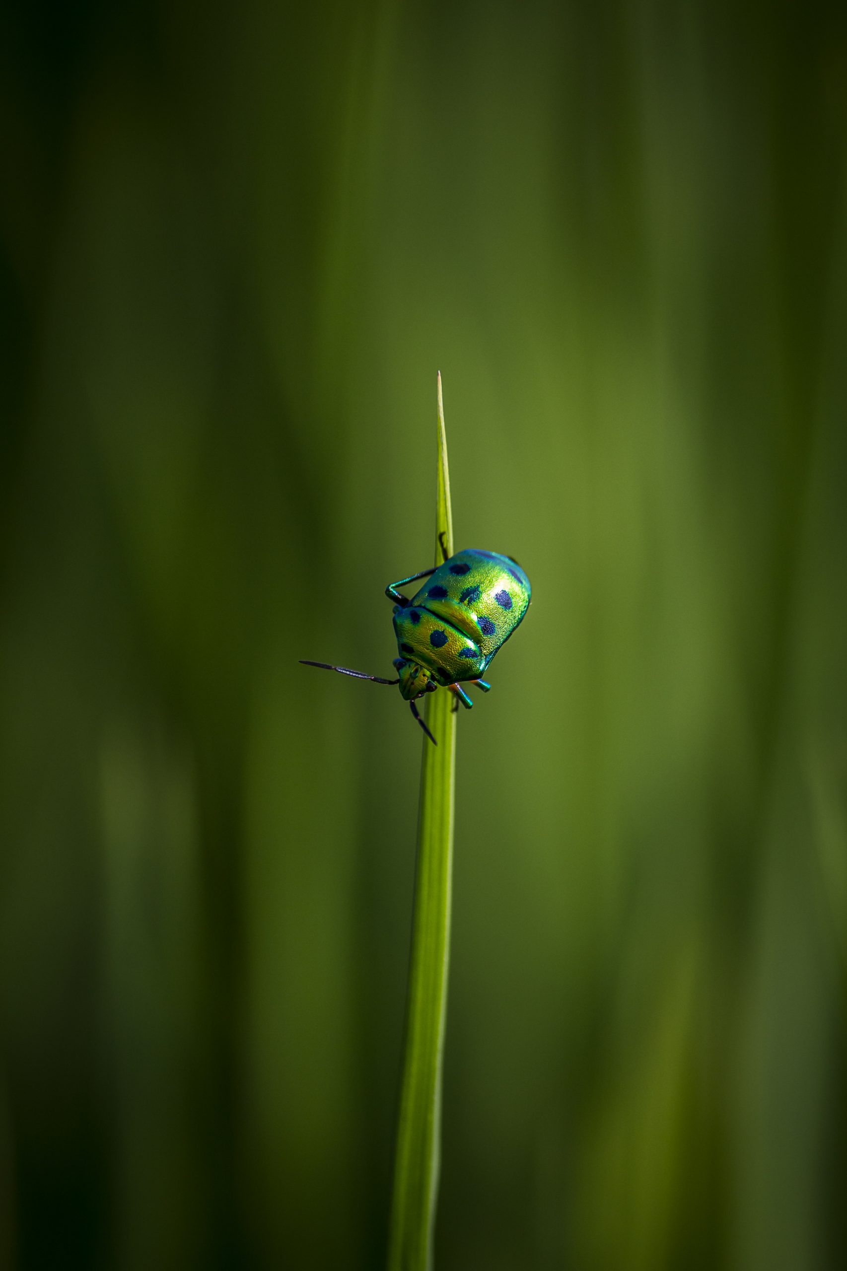 A jewel bug