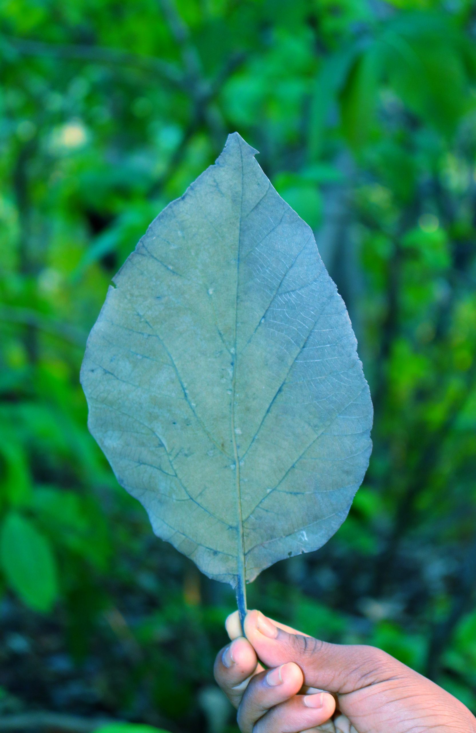 A leaf in hand