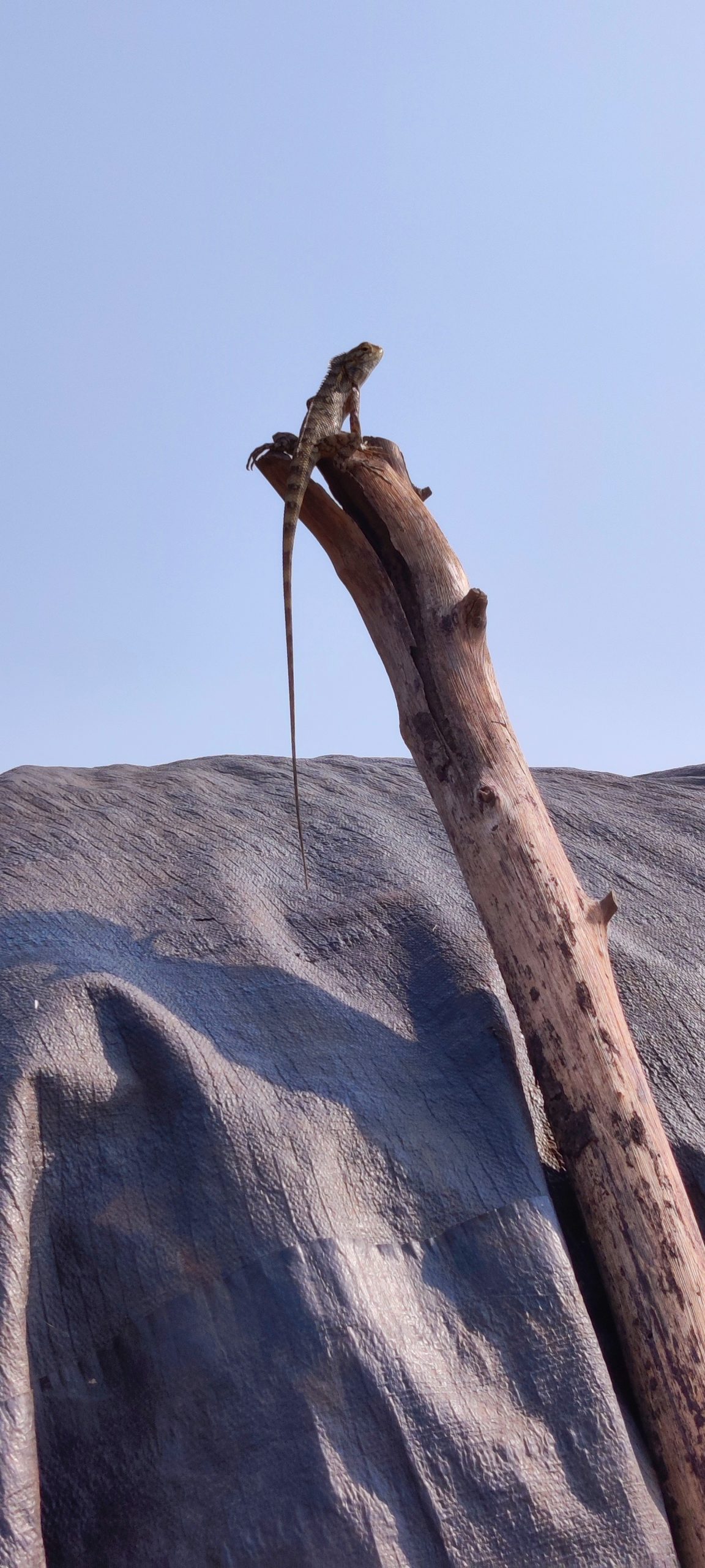 A lizard on a wooden pole