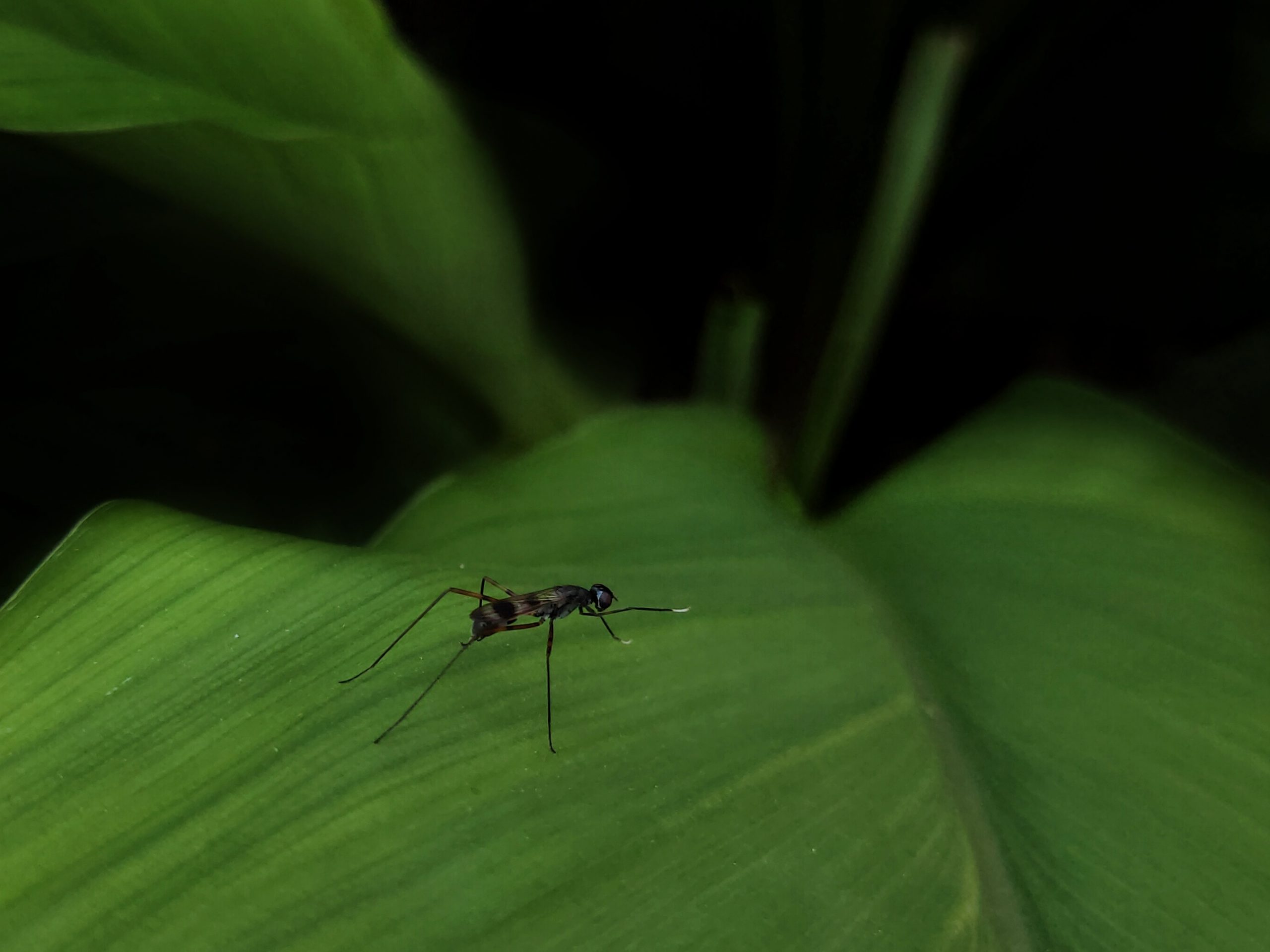 Mosquito on plant leaf