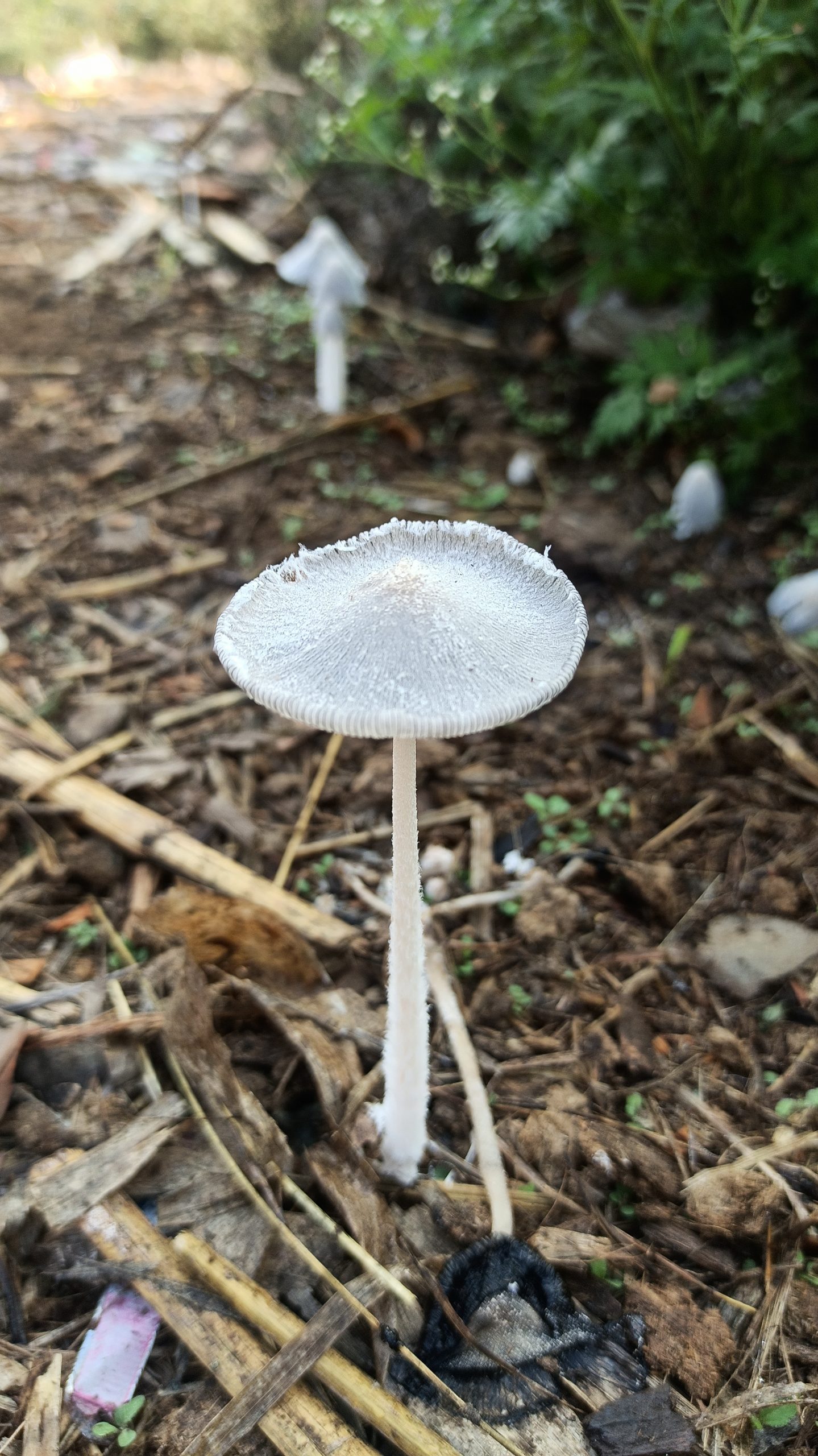 A mushroom plant
