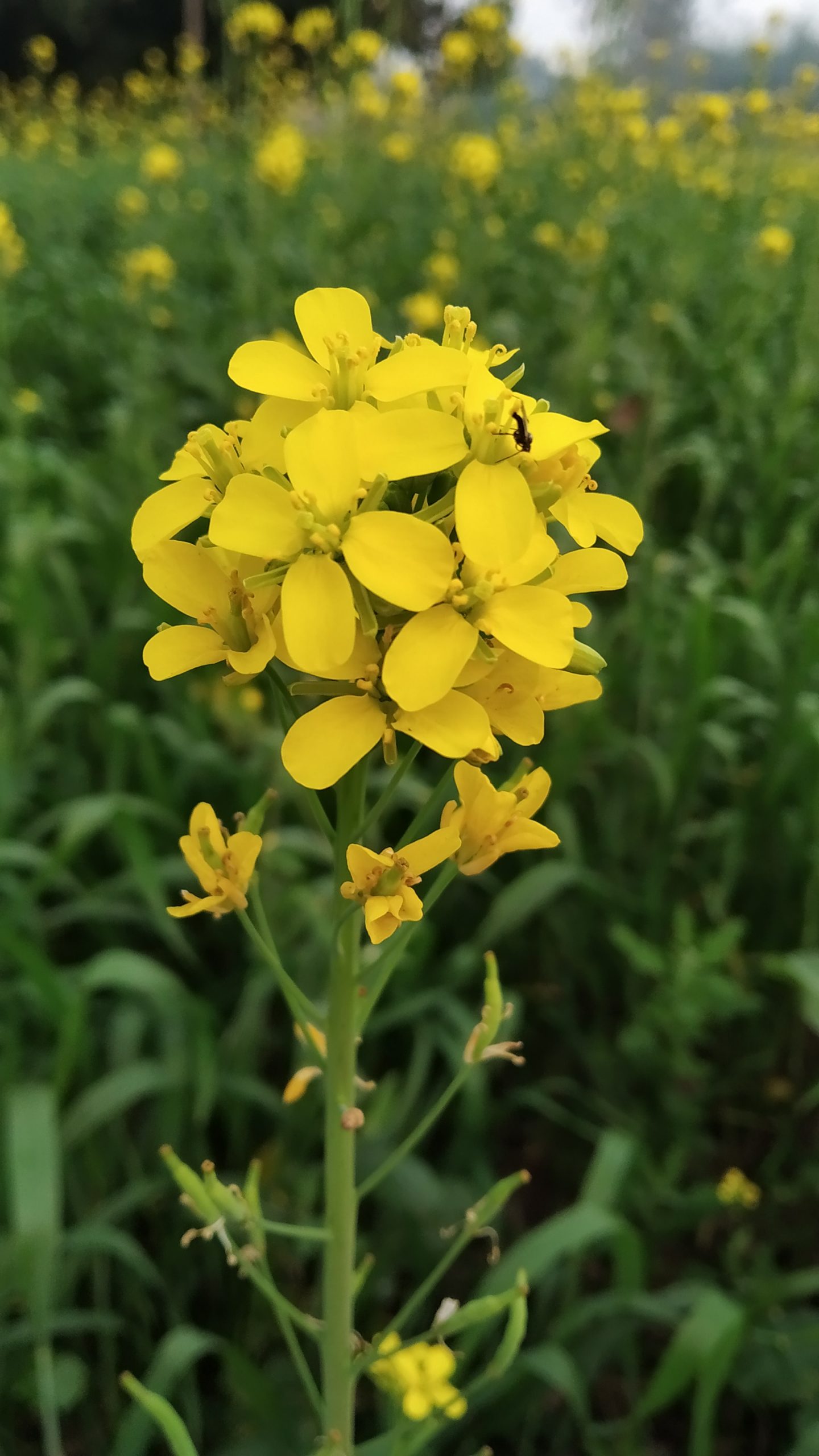 A mustard plant flower
