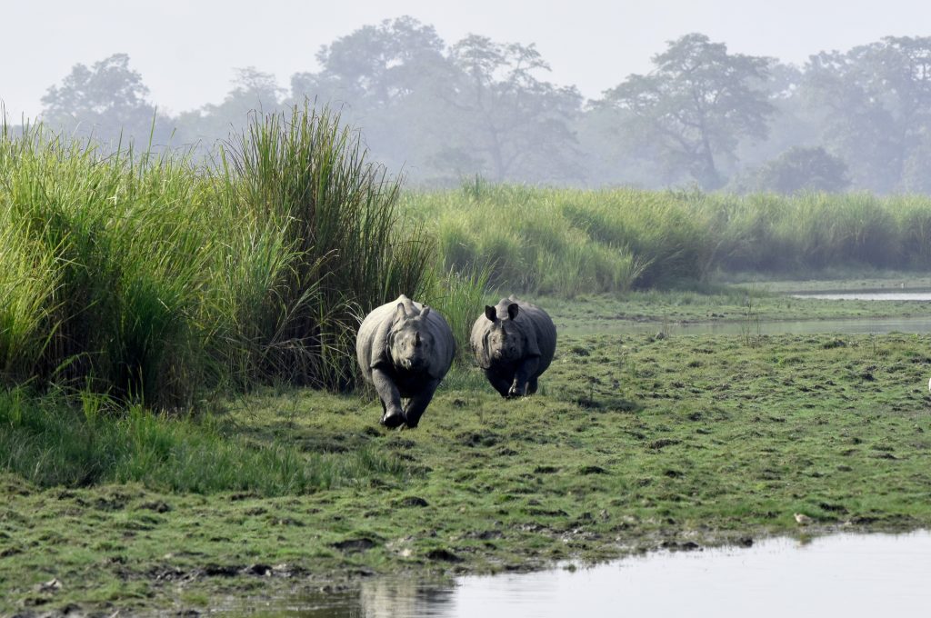 A pair of one horn Rhino PixaHive