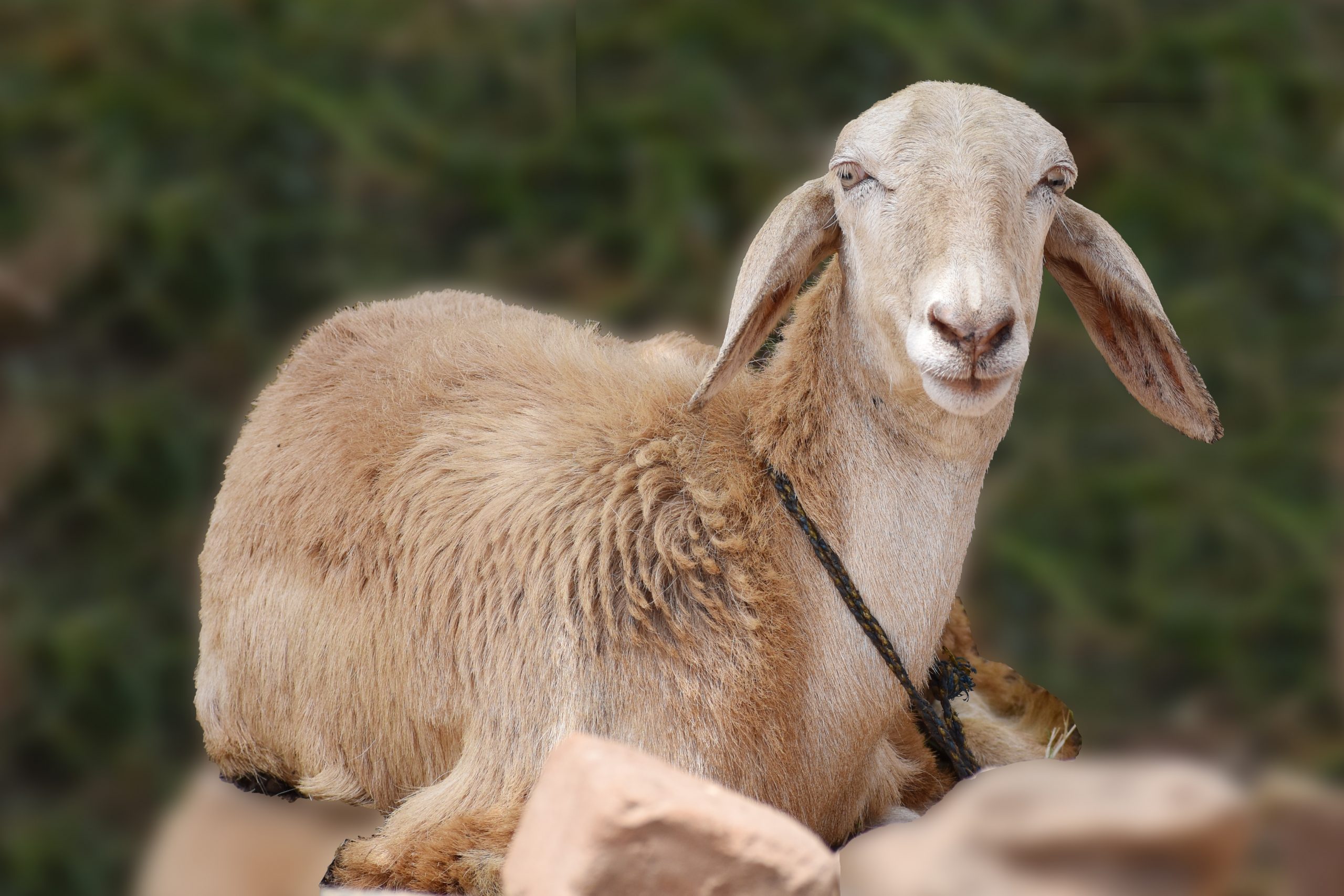 A pet goat